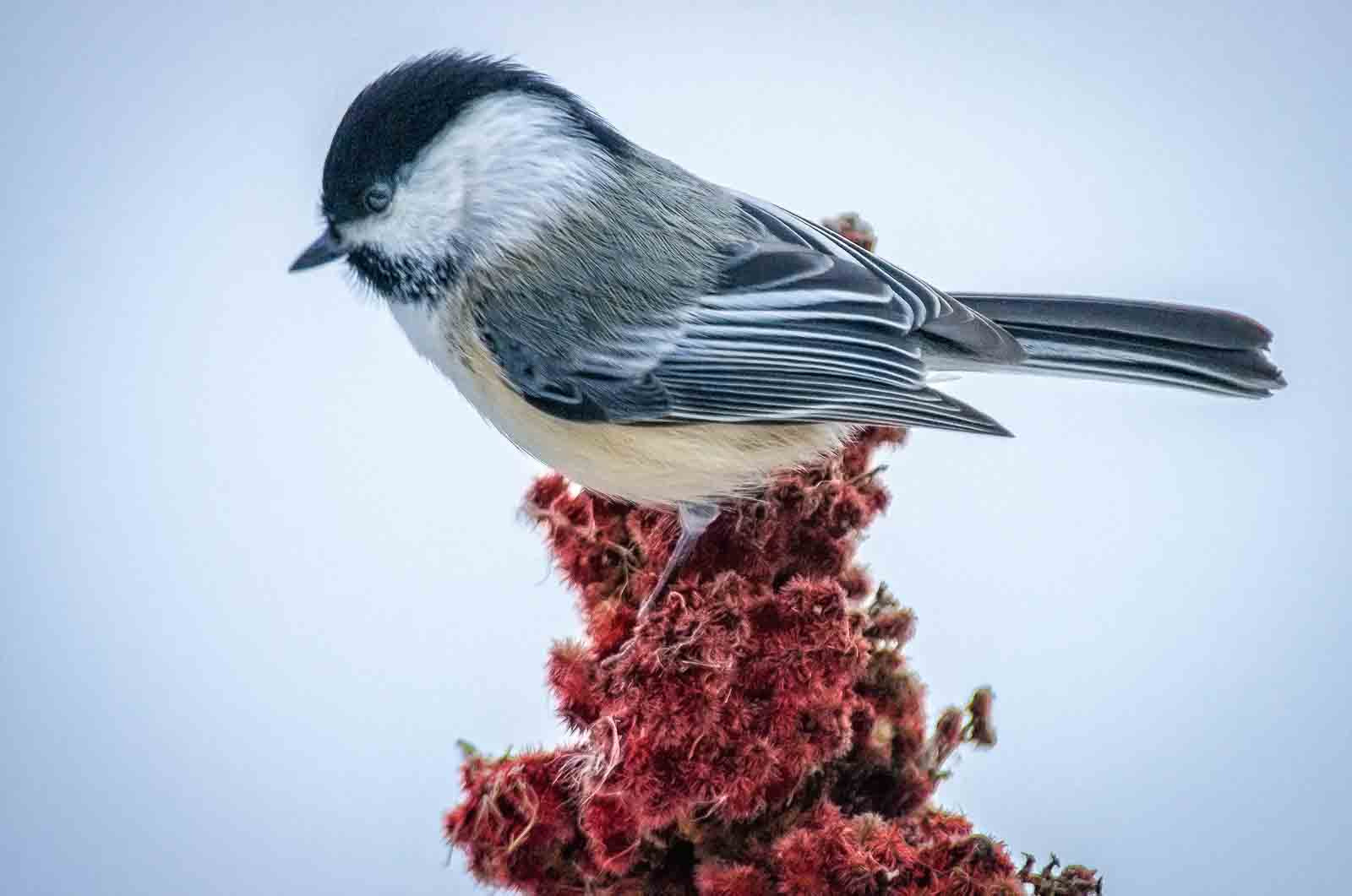 Sony Alpha DSLR-A500 sample photo. Black-capped chickadee on sumac photography