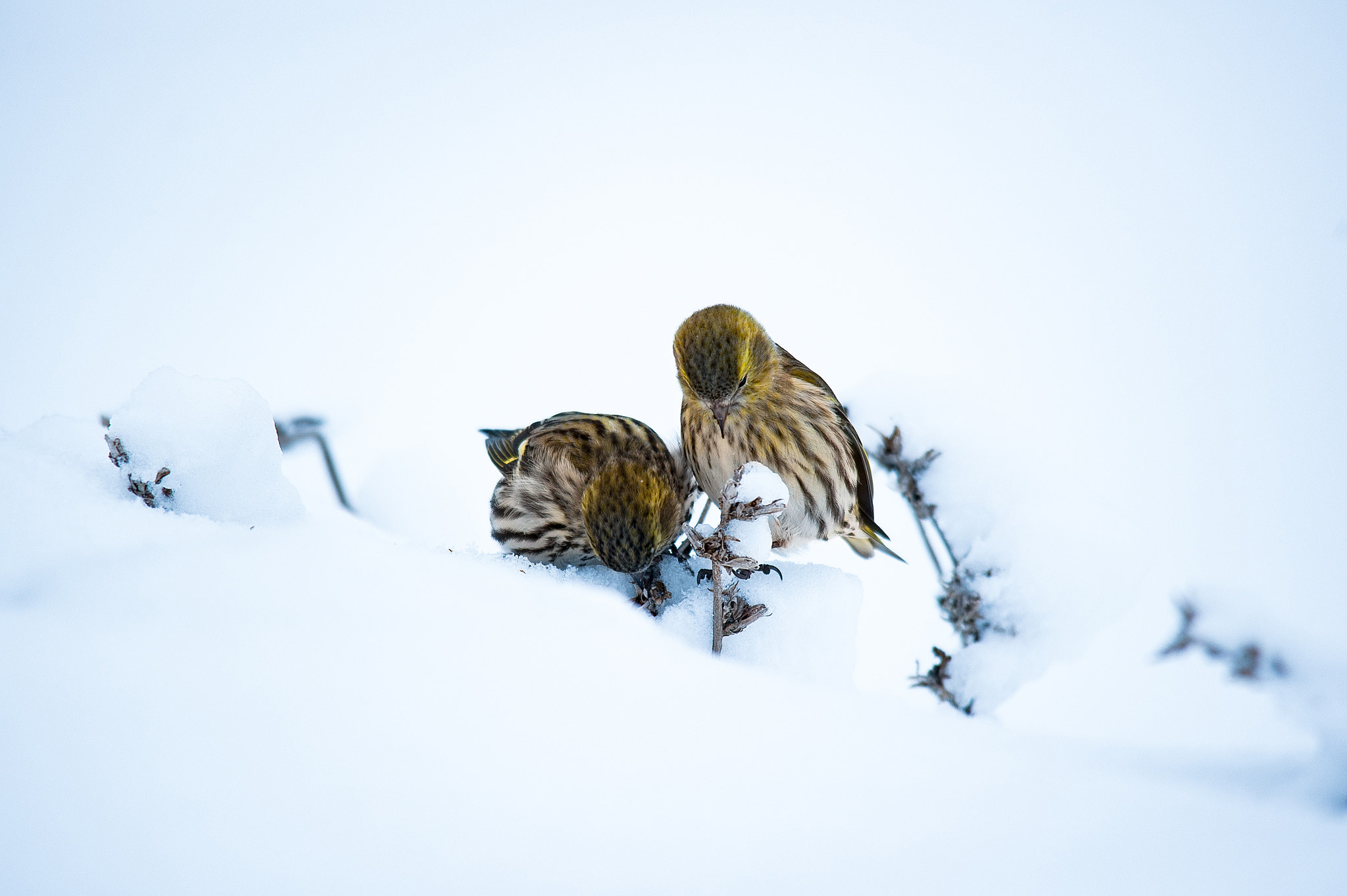 Sigma 150-500mm F5-6.3 DG OS HSM sample photo. The siskins photography