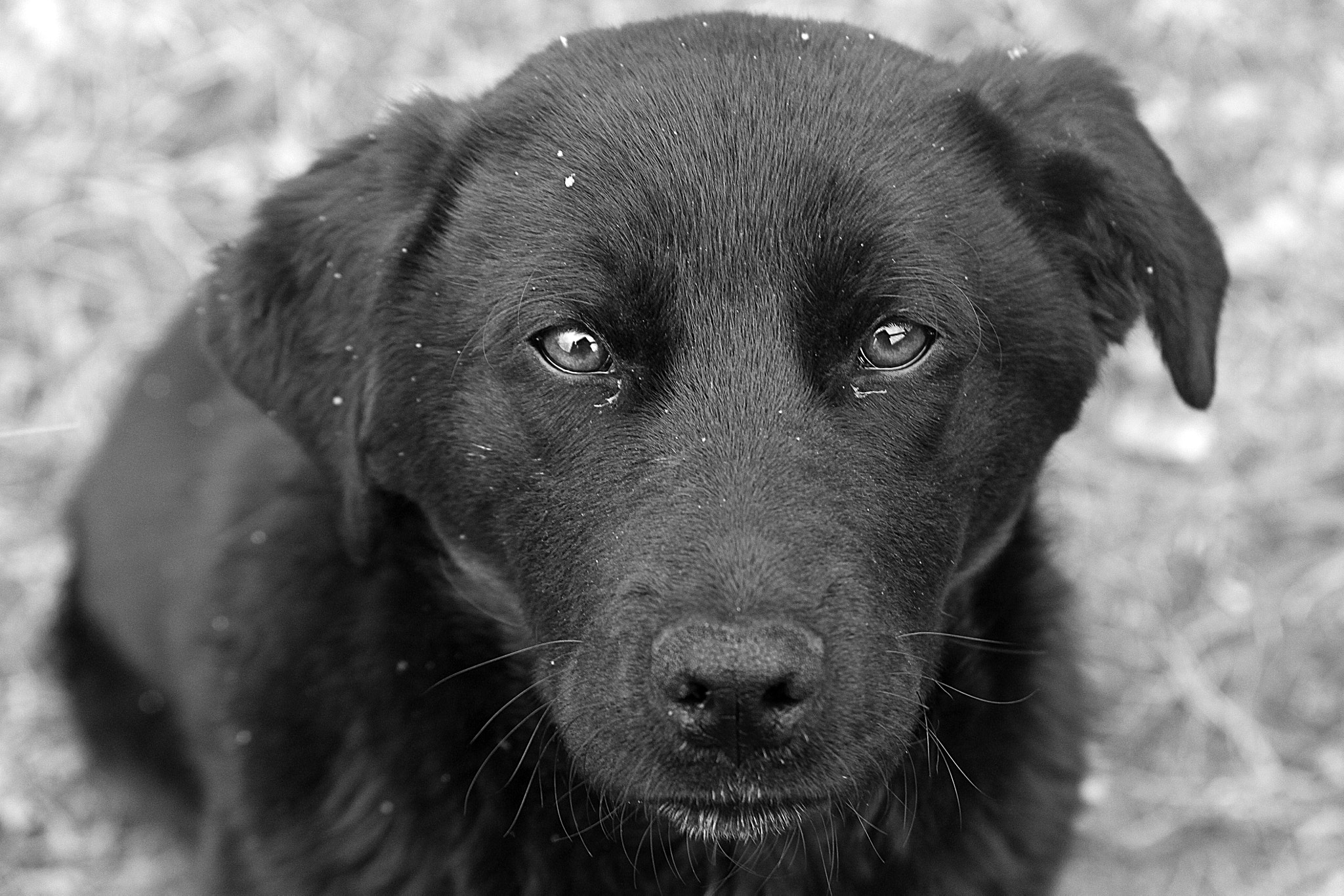 Canon EOS 500D (EOS Rebel T1i / EOS Kiss X3) sample photo. If eyes could speak photography