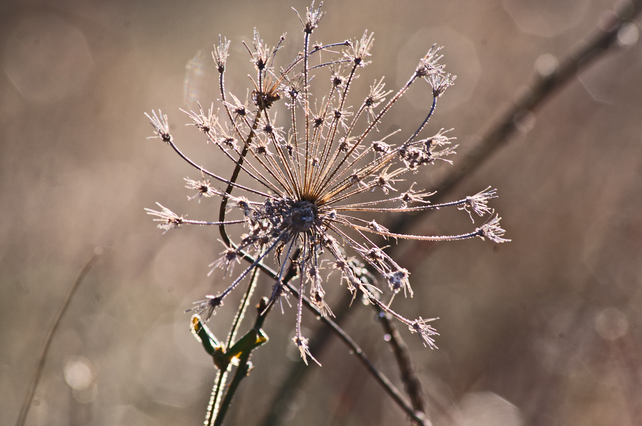 Pentax K-x + Sigma sample photo. Queen anne's lace photography