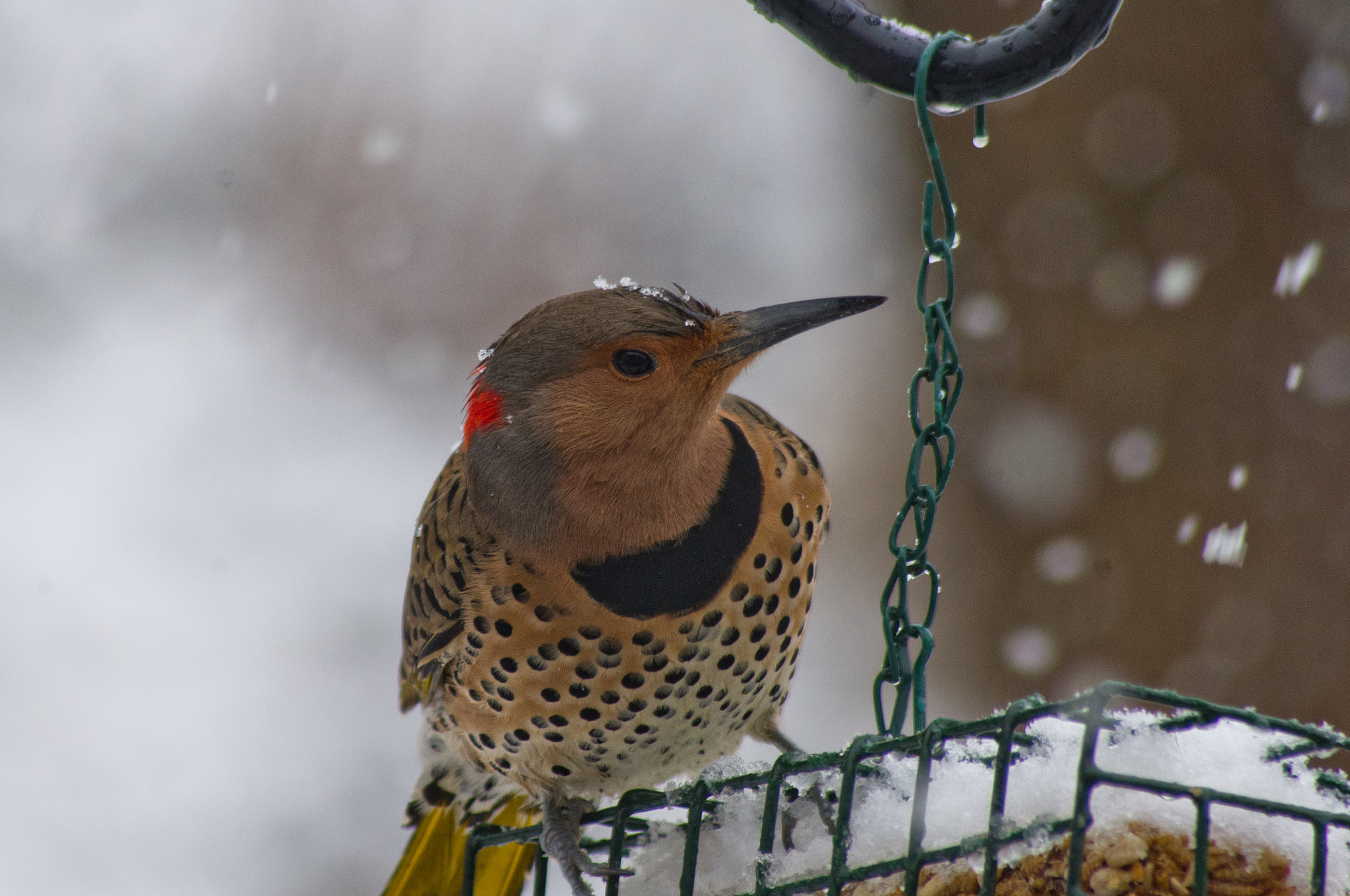 Pentax K-x + Sigma sample photo. Northern flicker in snow storm photography