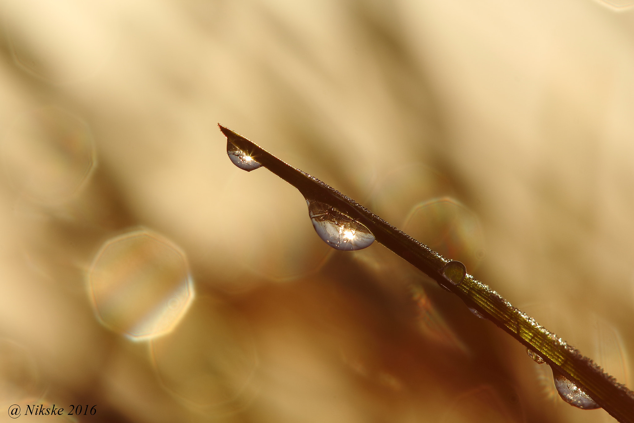 Canon EOS 700D (EOS Rebel T5i / EOS Kiss X7i) + Canon EF 100mm F2.8 Macro USM sample photo. Dew droplets photography