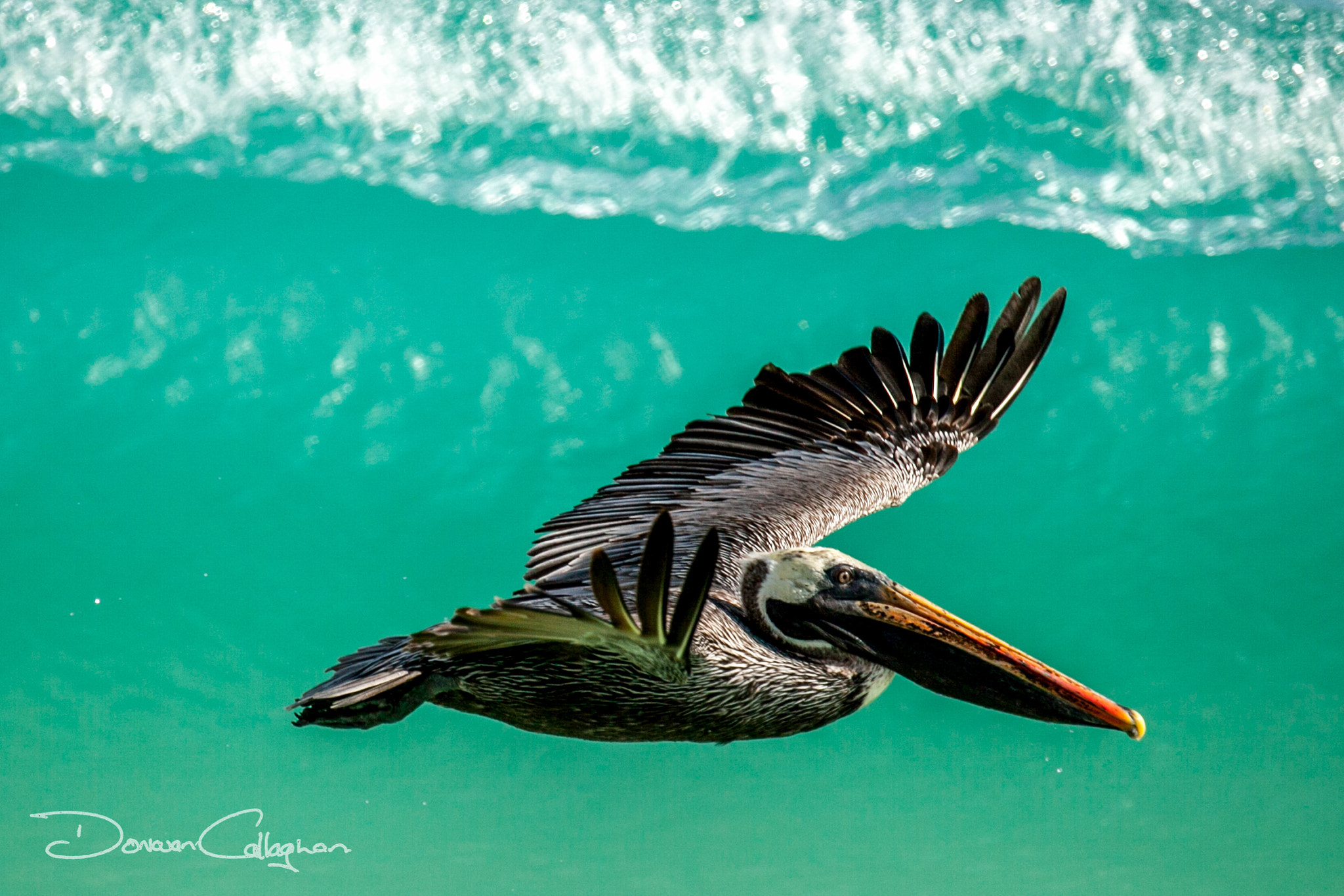 Canon EF 100-400mm F4.5-5.6L IS II USM sample photo. Surfing pelican galapagos photography