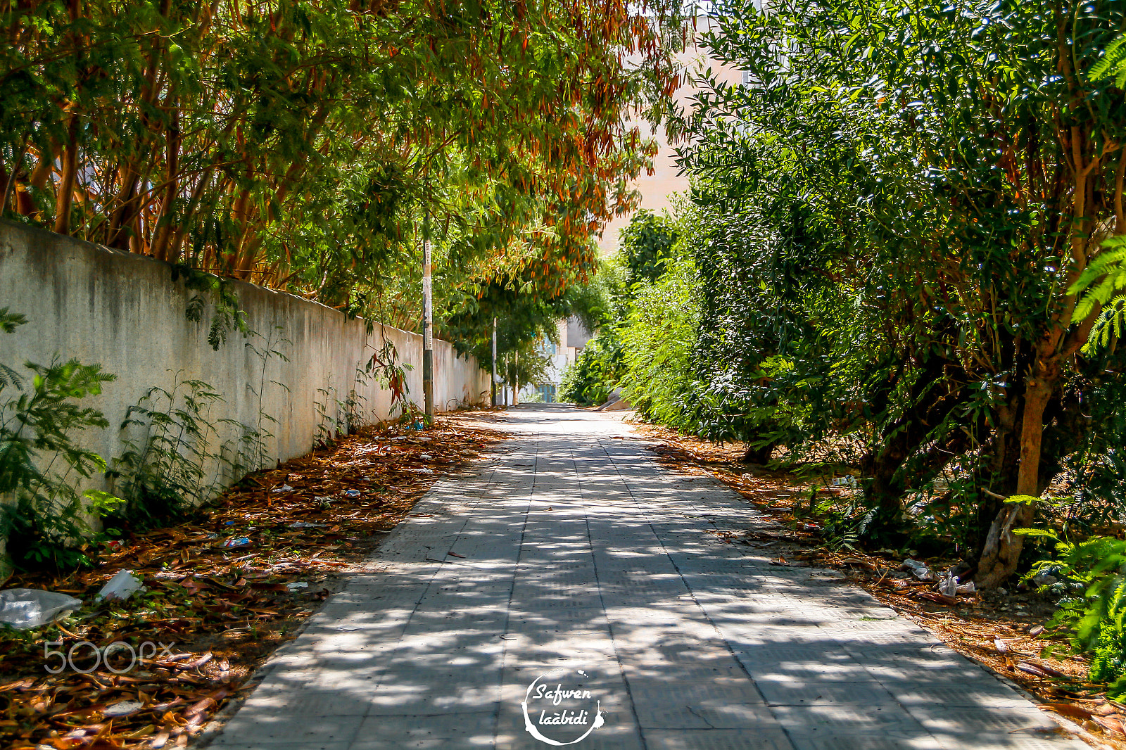 Sigma 18-250mm F3.5-6.3 DC OS HSM sample photo. Welcome to my hood photography