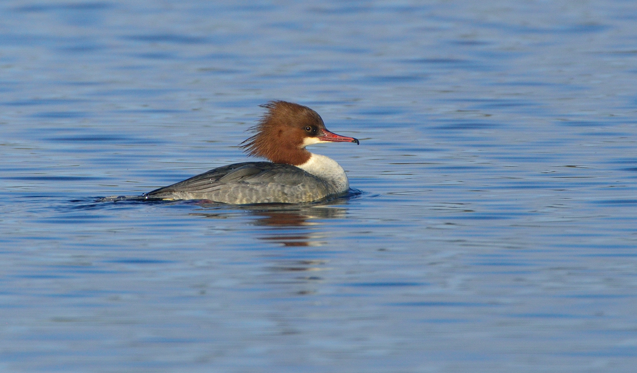 AF-S Nikkor 600mm f/4D IF-ED + TC-14E sample photo. Grote zaagbek photography