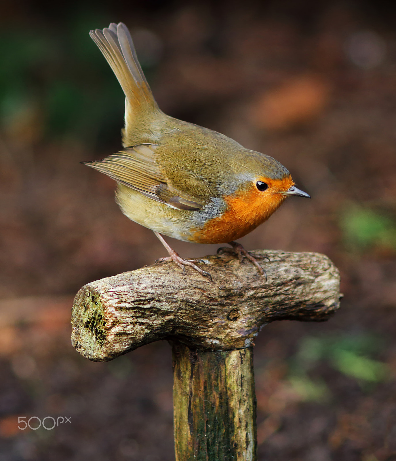 Canon EOS 7D + Canon EF 200mm F2.8L II USM sample photo. Robin photography