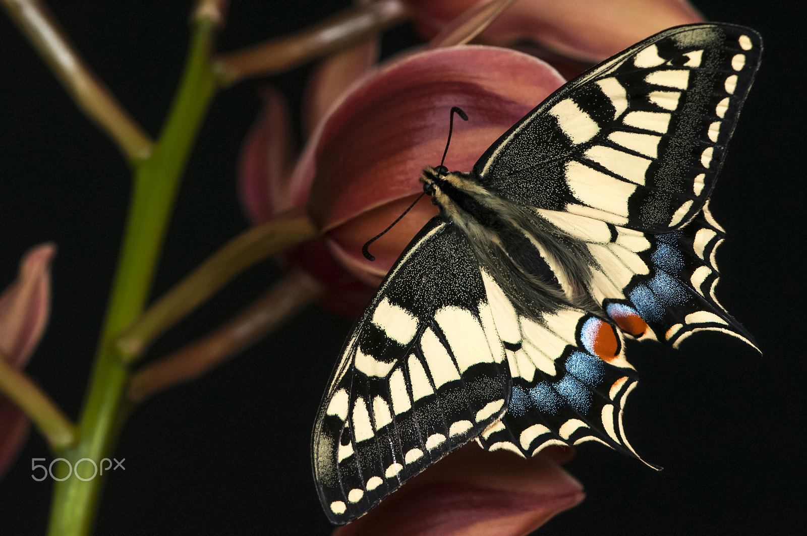 Nikon AF-S DX Micro-Nikkor 85mm F3.5G ED VR sample photo. Papilio machaon (borboleta cauda-de-andorinha) photography