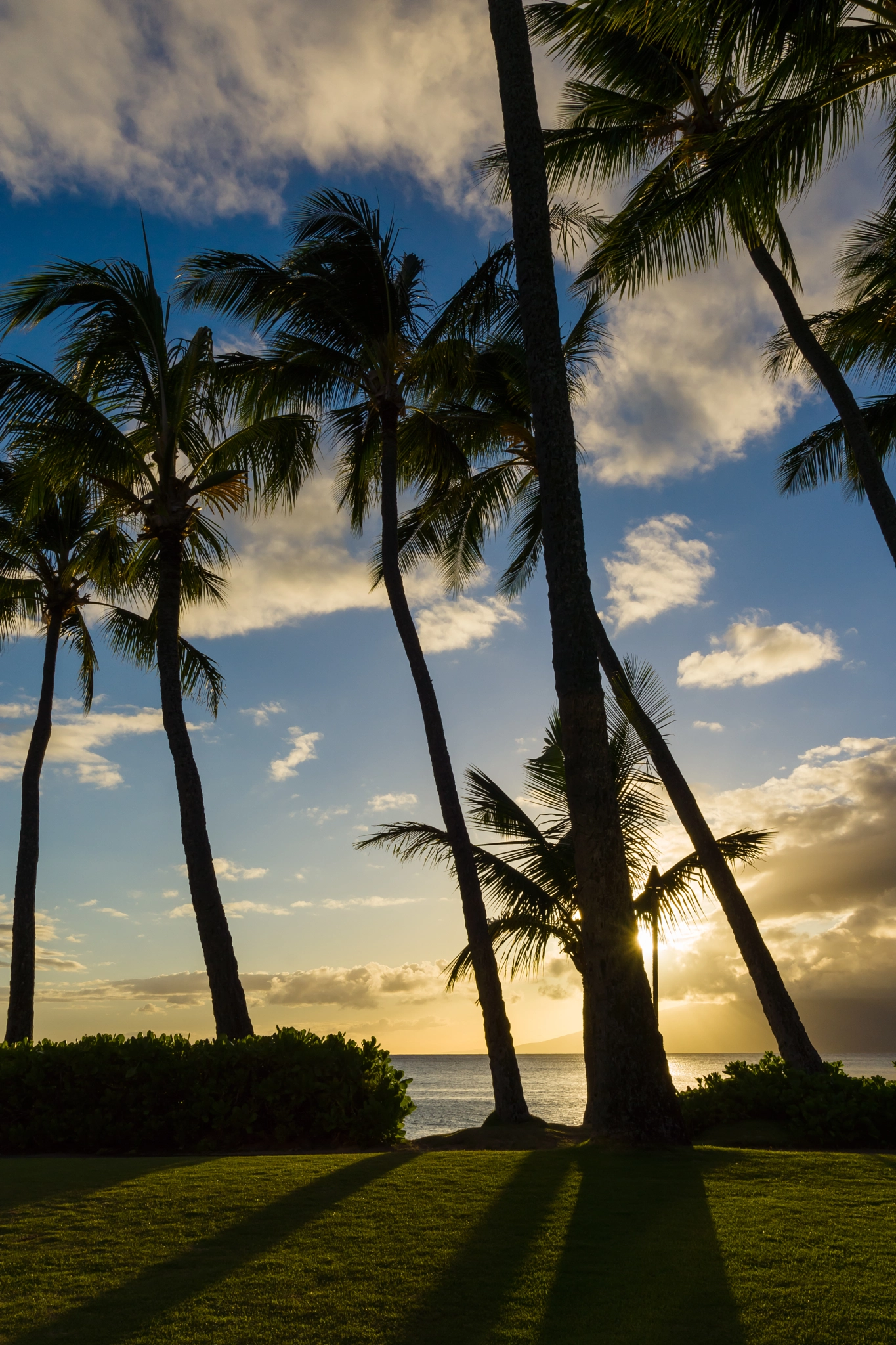 Sony SLT-A65 (SLT-A65V) sample photo. Palm shadows photography