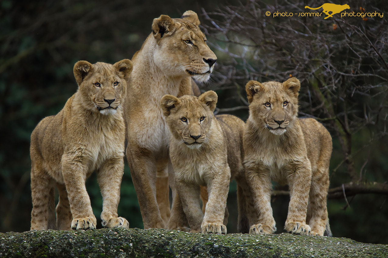 Canon EF 300mm F2.8L IS USM sample photo. Lioness with cubs photography