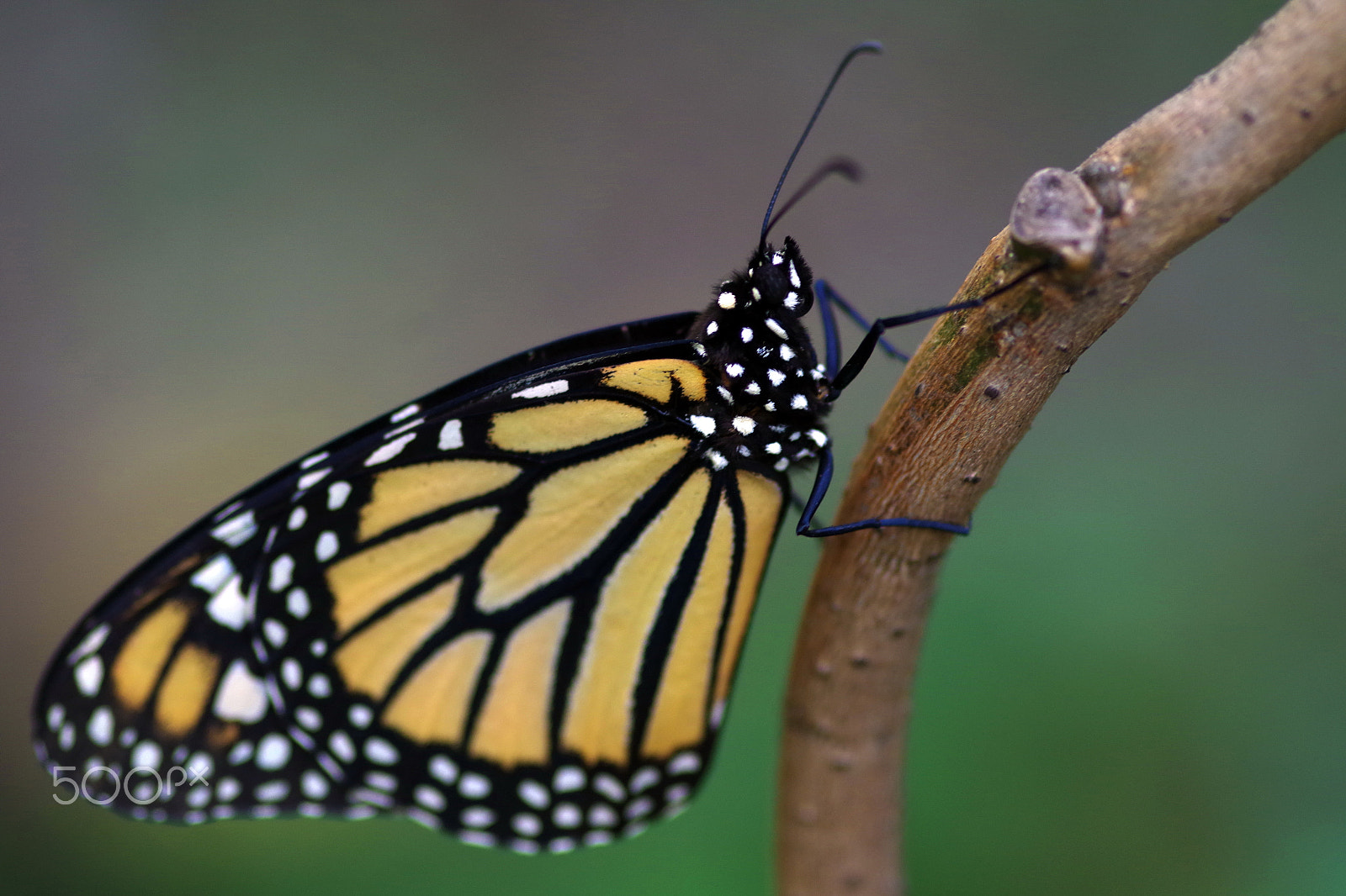 Pentax K-S1 + Sigma sample photo. Mariposa1 photography