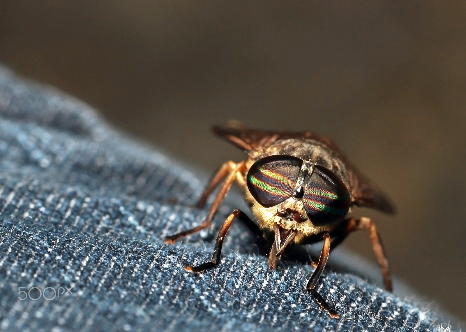 Sigma 105mm F2.8 EX DG OS HSM sample photo. Ouch! photography