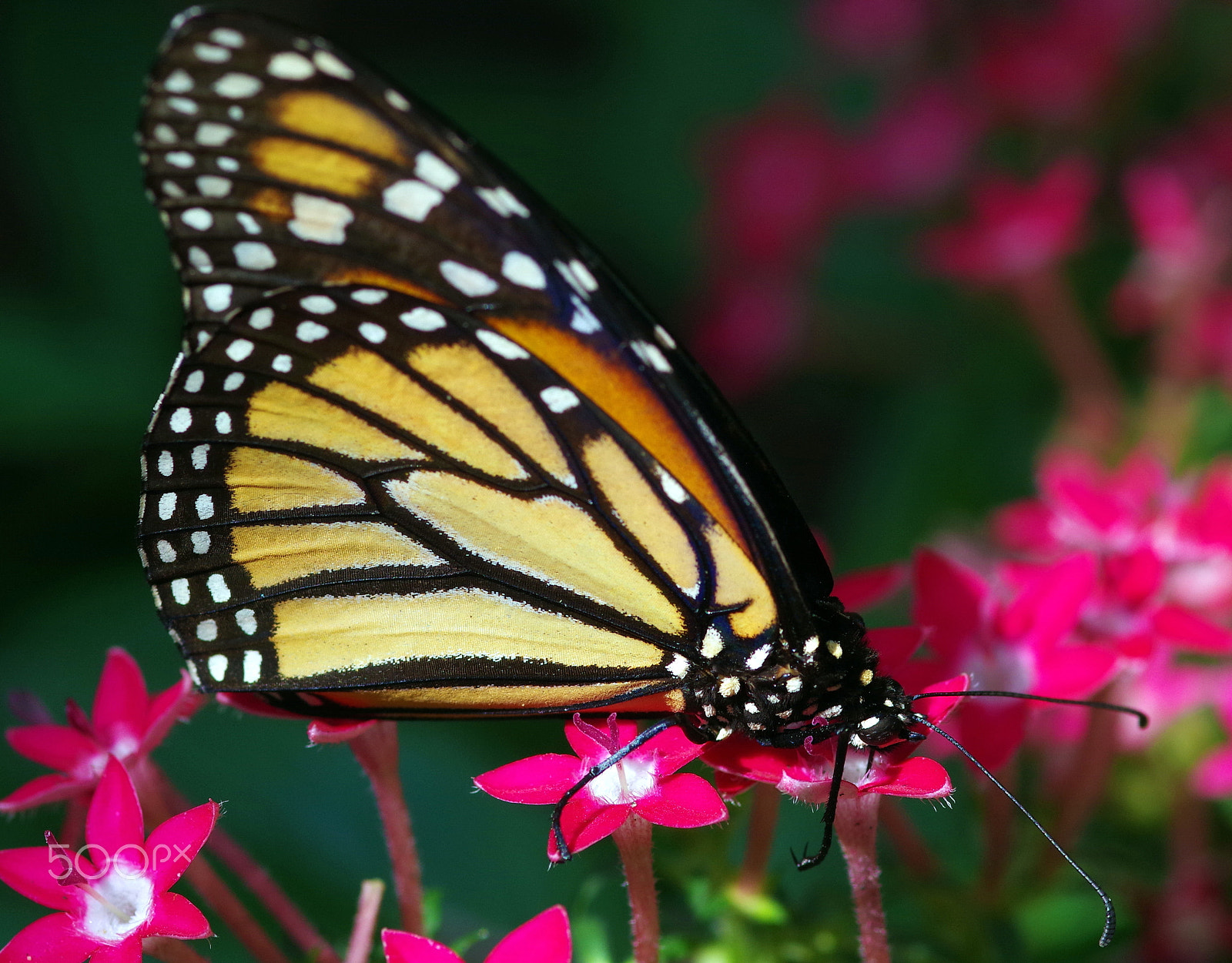 Pentax K-S1 + Sigma sample photo. Mariposa2 photography