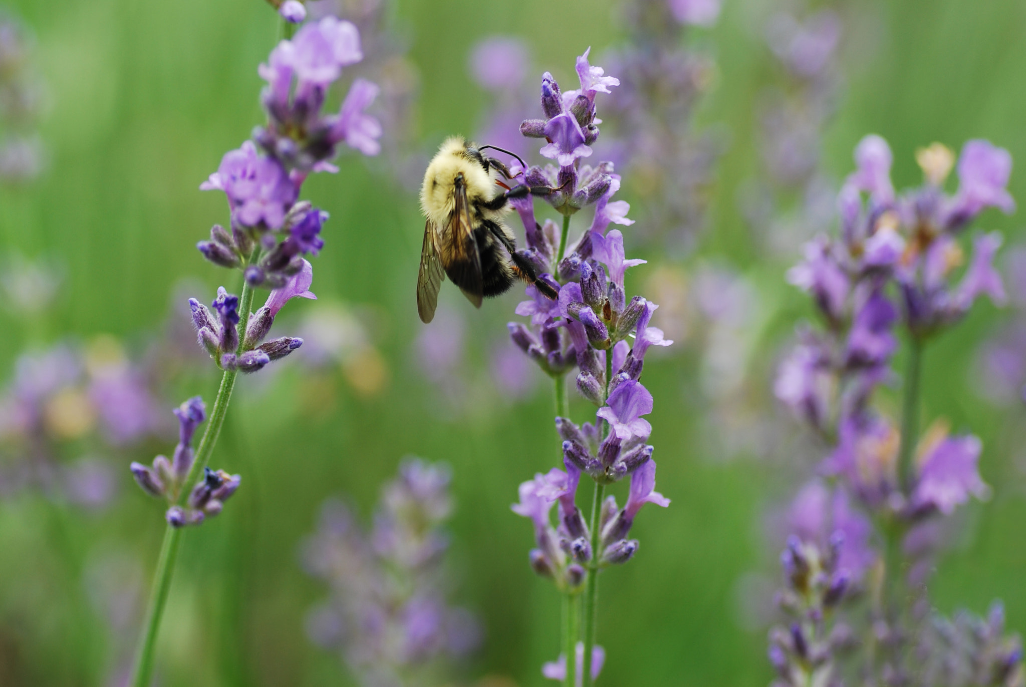 Nikon D40X + Tamron SP 90mm F2.8 Di VC USD 1:1 Macro sample photo. Bee on purple flower photography
