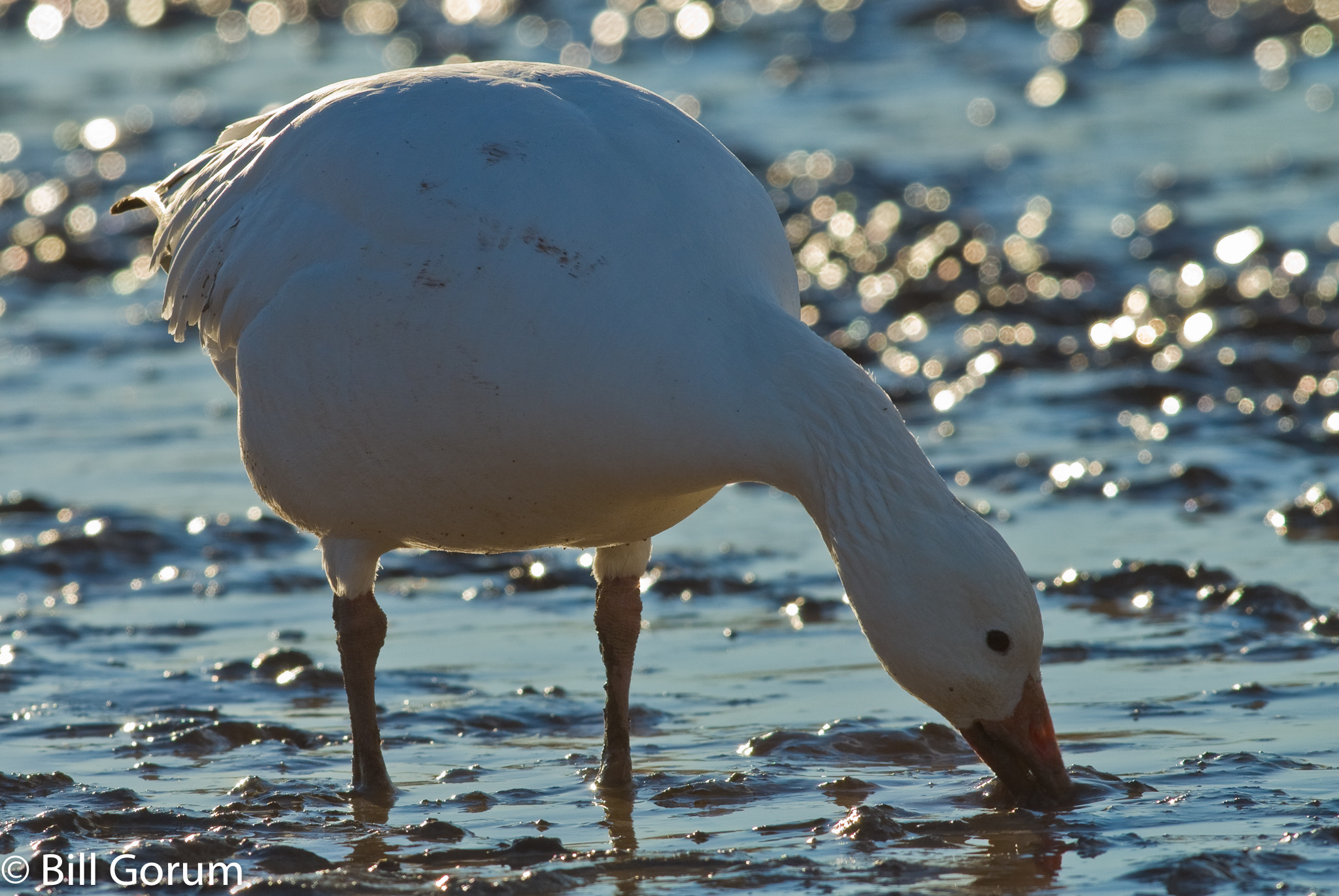 Nikon D200 + Nikon AF-S Nikkor 300mm F4D ED-IF sample photo. Snow goose, (chen caerulescens), bosque del apache photography