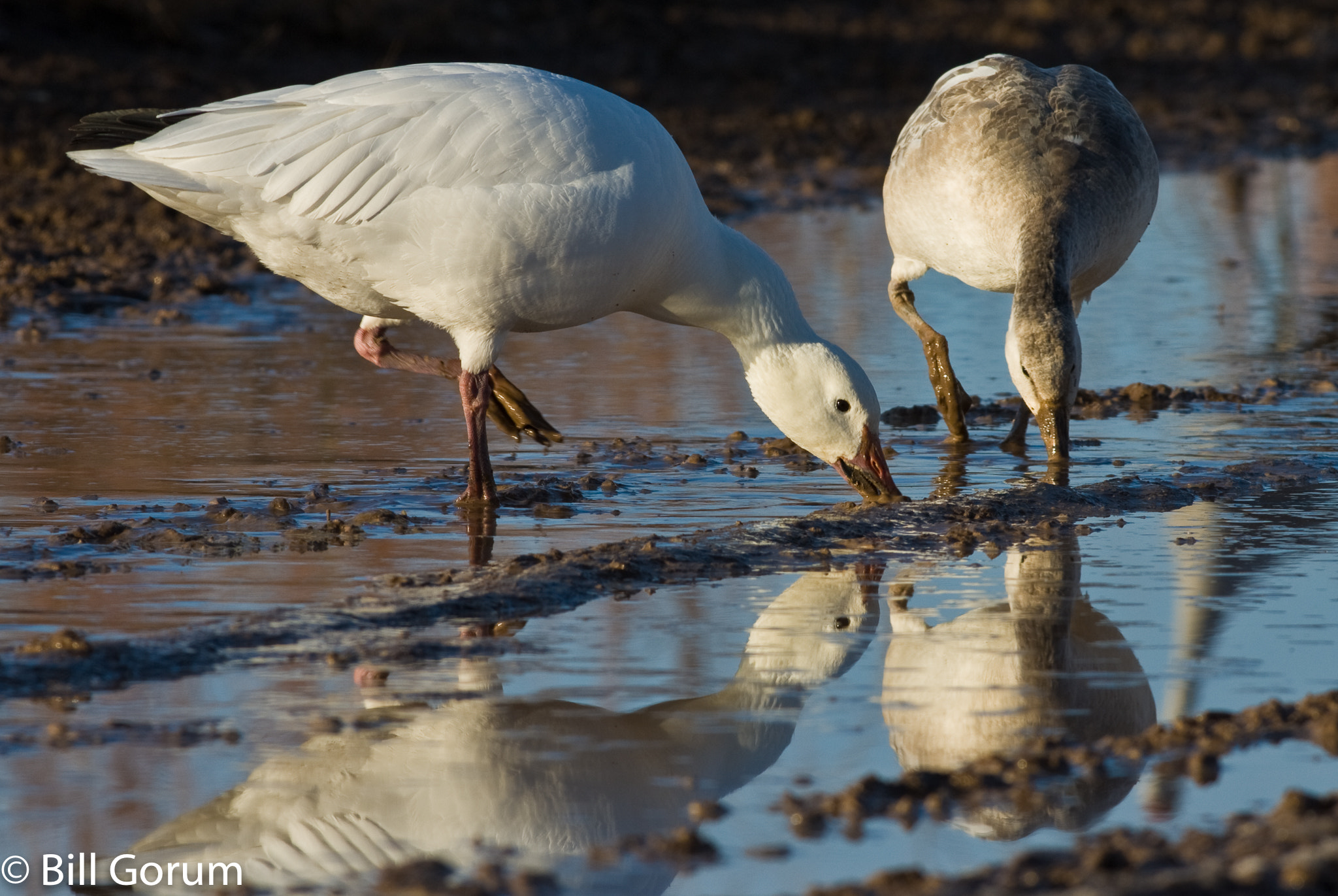 Nikon D200 + Nikon AF-S Nikkor 300mm F4D ED-IF sample photo. Adult and immature snow geese, (chen caerulescens) photography