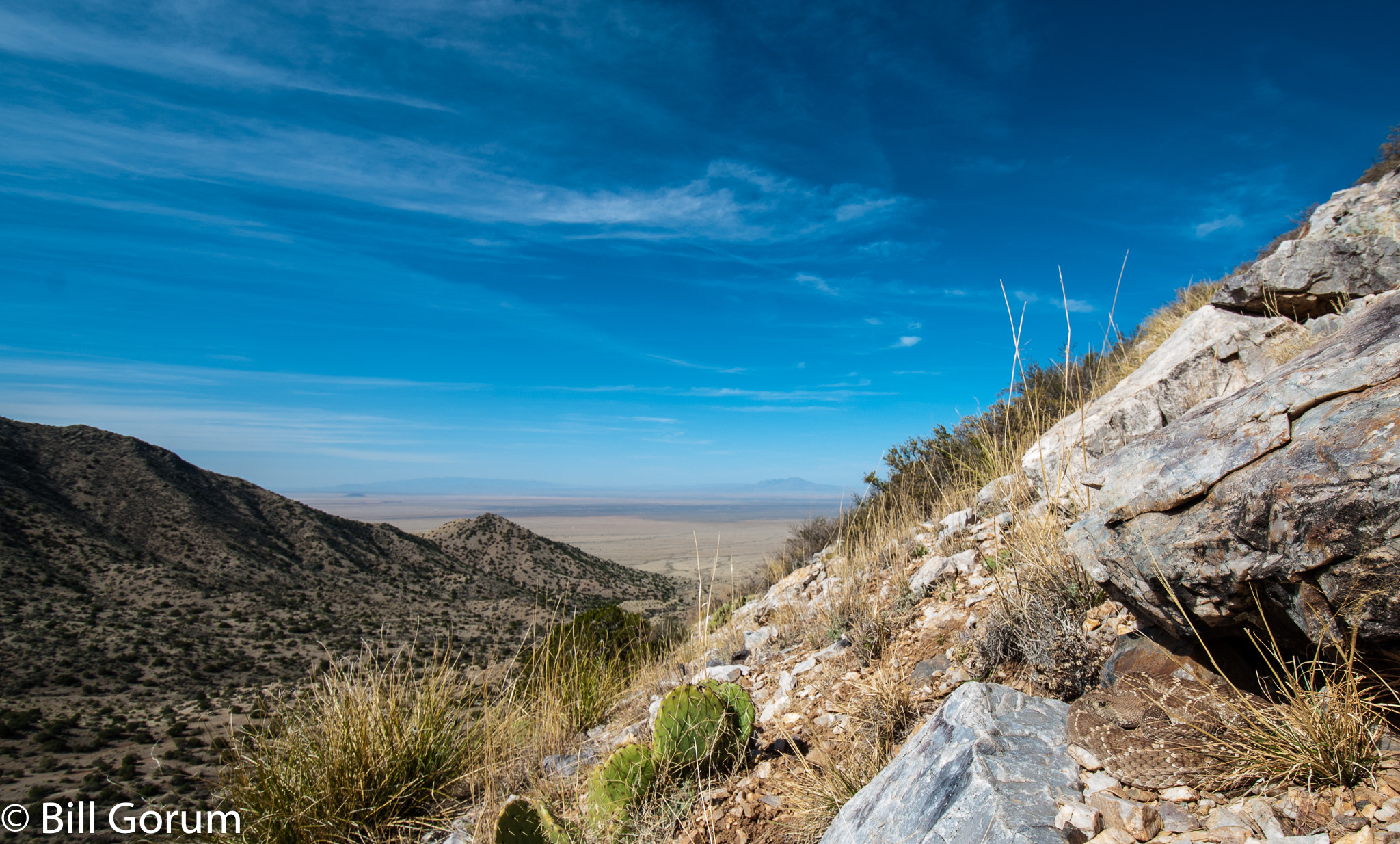 Nikon D200 sample photo. Western diamond-backed rattlesnake, crotalus atrox photography