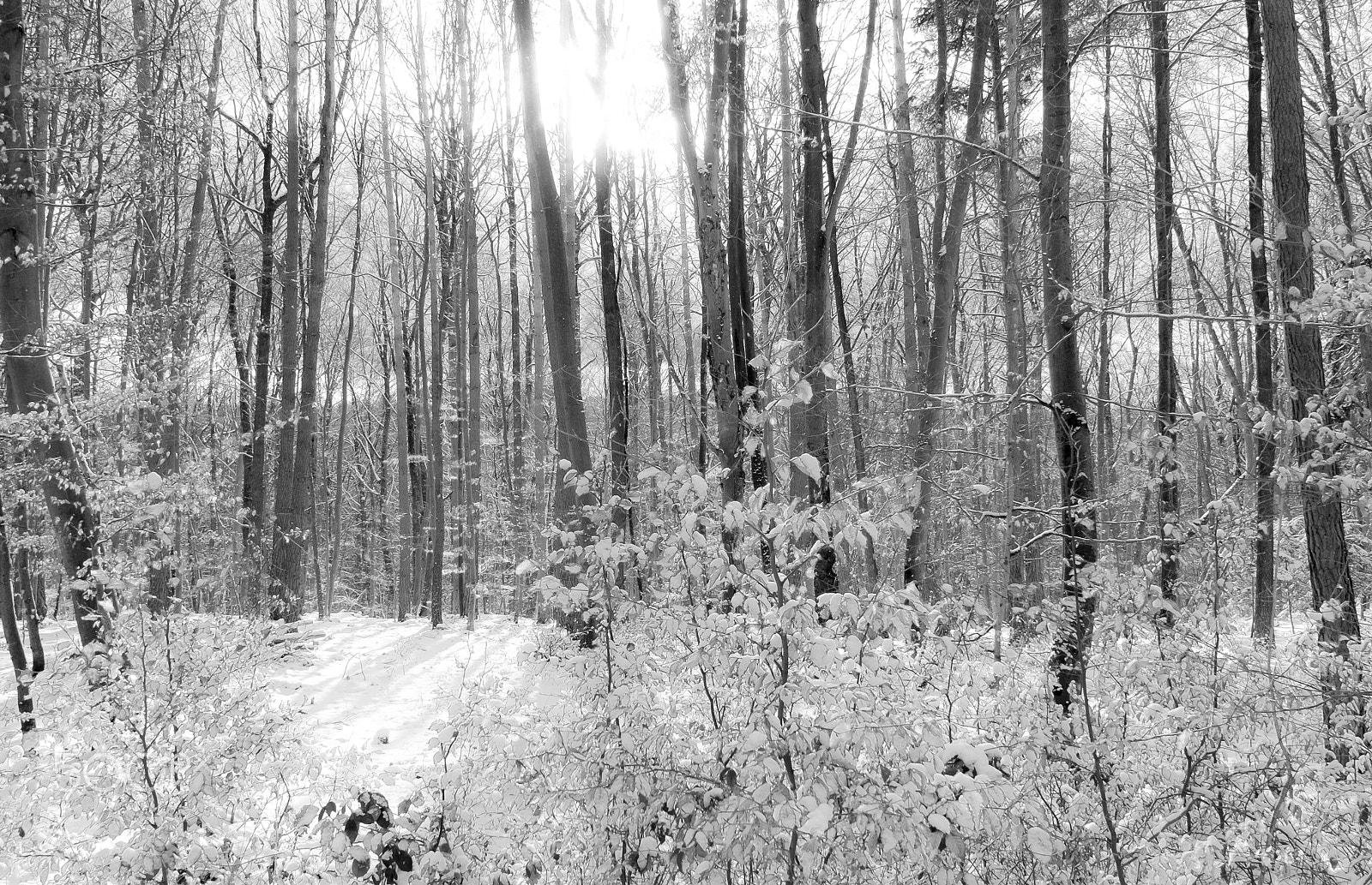 Fujifilm XC 16-50mm F3.5-5.6 OIS sample photo. Winter forest photography