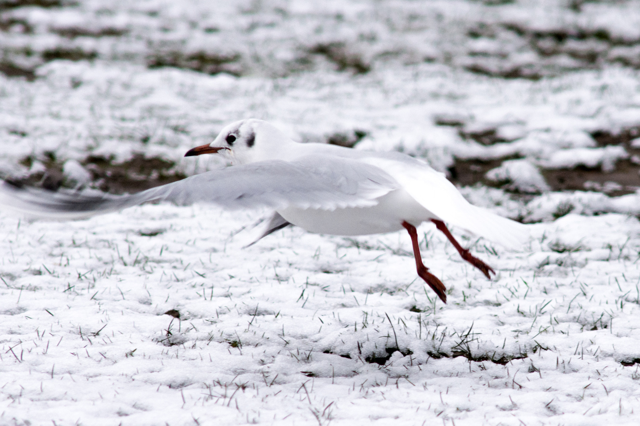 Nikon D7200 + AF Nikkor 300mm f/4 IF-ED sample photo. Sale water park black headed gull in the snow photography