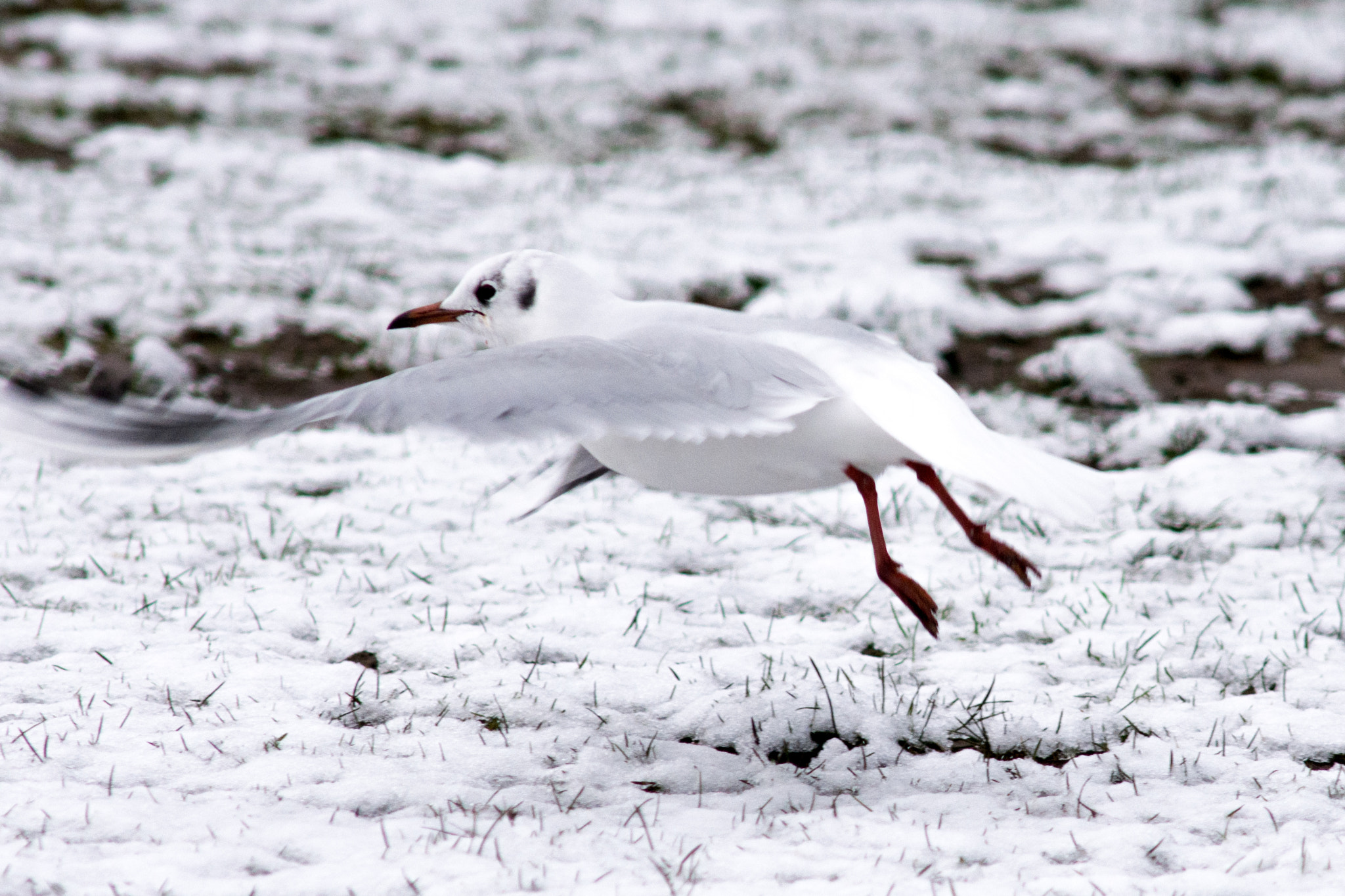 AF Nikkor 300mm f/4 IF-ED sample photo. Sale water park black headed gull in the snow photography