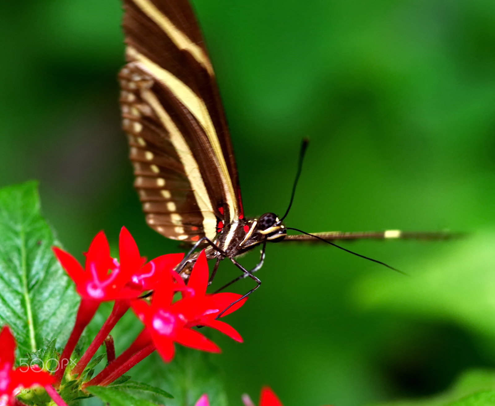 Pentax K-S1 + Sigma sample photo. Mariposa 16 photography