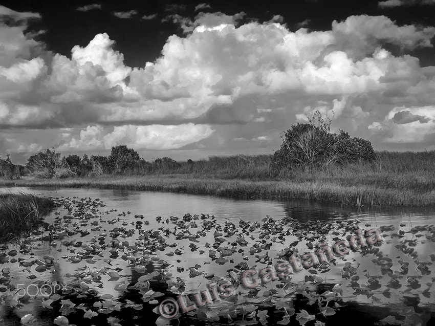 Panasonic DMC-FS20 sample photo. The river of grass. the everglades national park. florida. usa photography