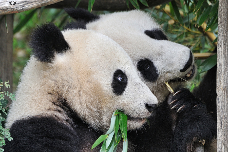 Nikon D3S sample photo. Bamboo time photography