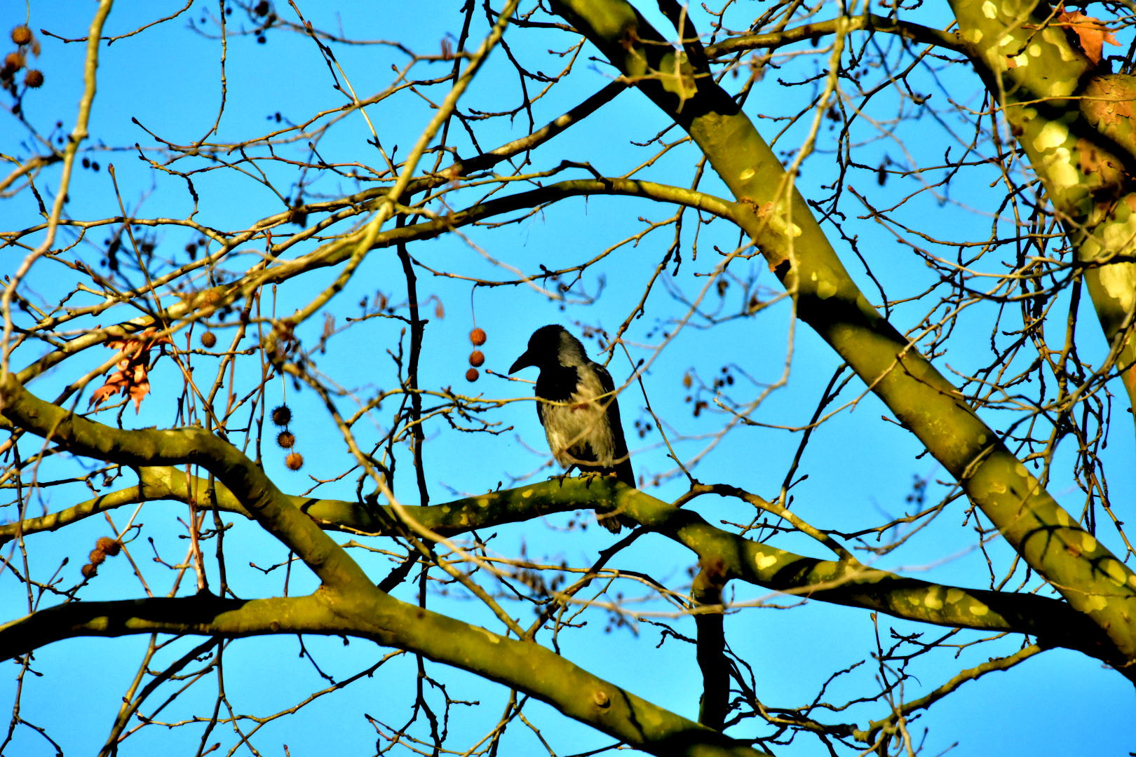 Nikon D7200 + Sigma 50-500mm F4-6.3 EX APO RF HSM sample photo. The crow photography