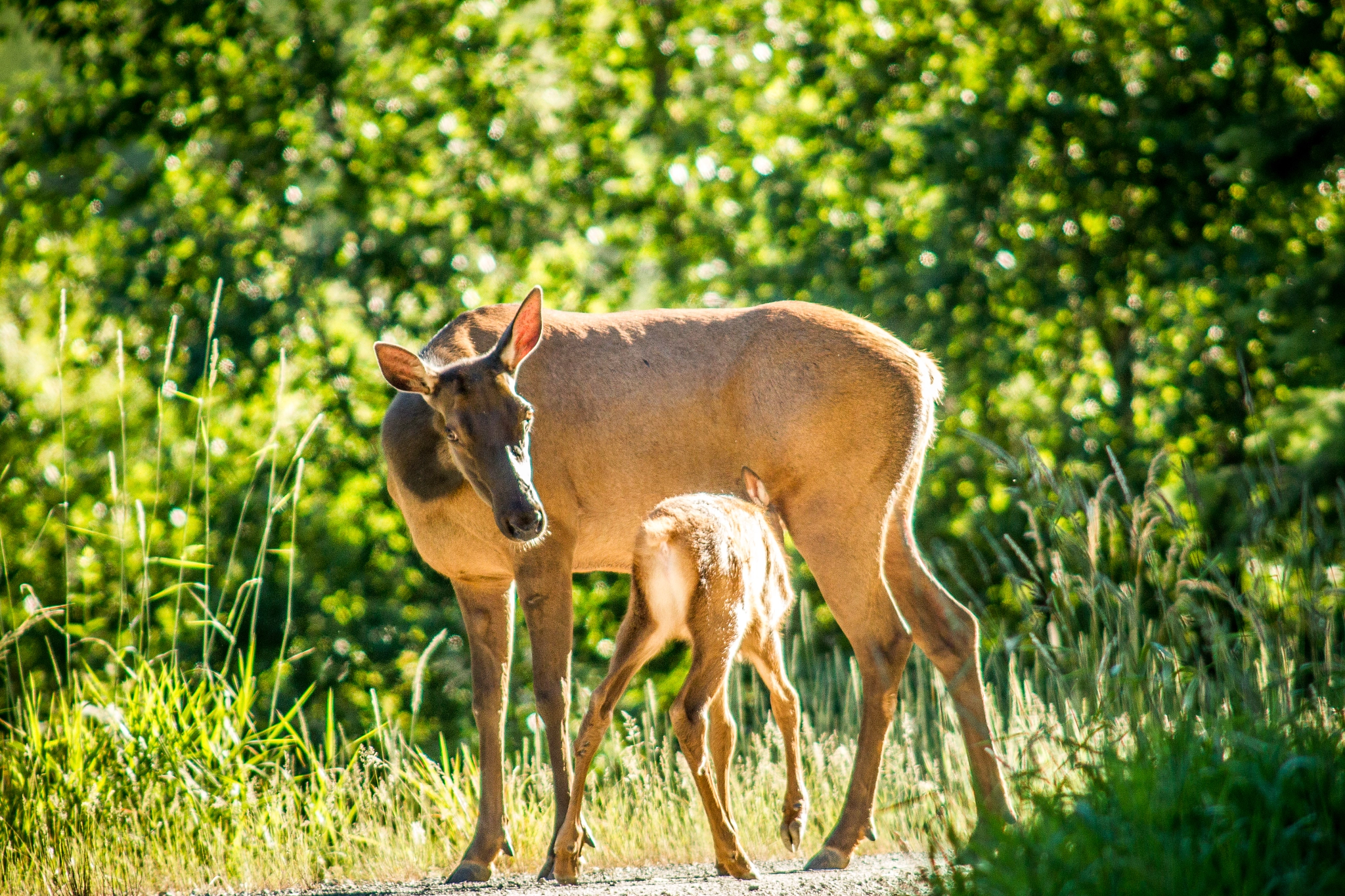 Canon EF 400mm F2.8L IS USM sample photo. Elk calf nursing photography