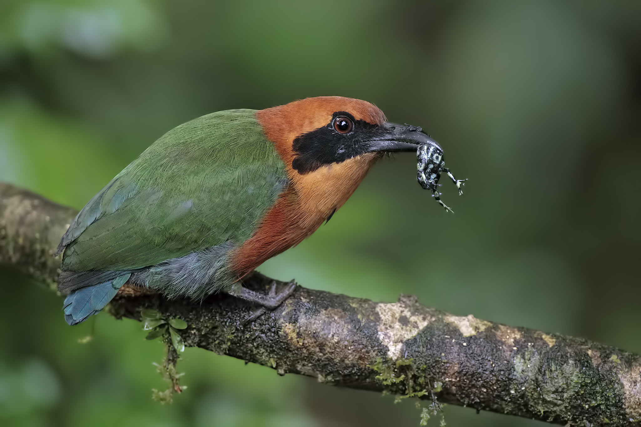 Canon EOS-1D X + Canon EF 300mm F2.8L IS USM sample photo. Rufous motmot photography