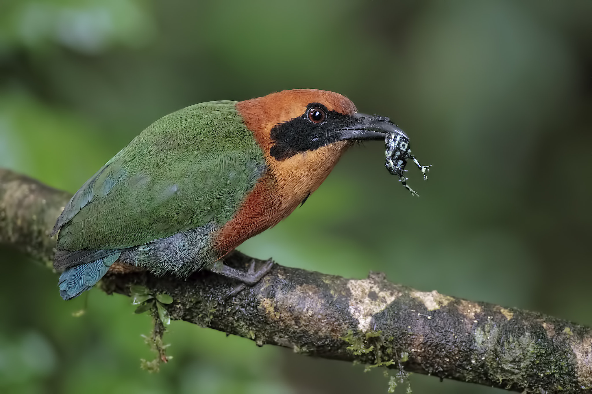 Canon EF 300mm F2.8L IS USM sample photo. Rufous motmot photography