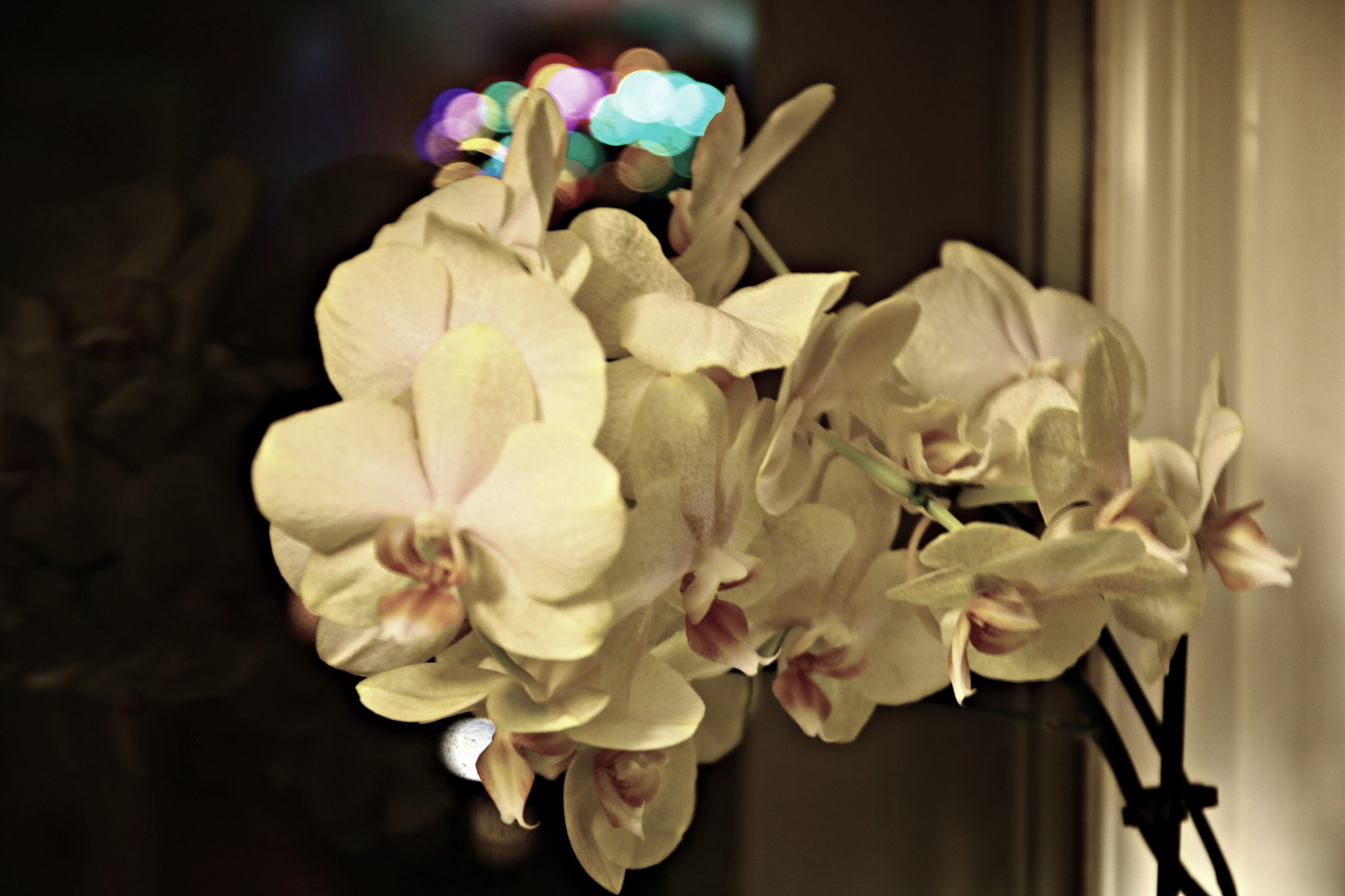 Canon EOS 760D (EOS Rebel T6s / EOS 8000D) sample photo. Orhideja photography