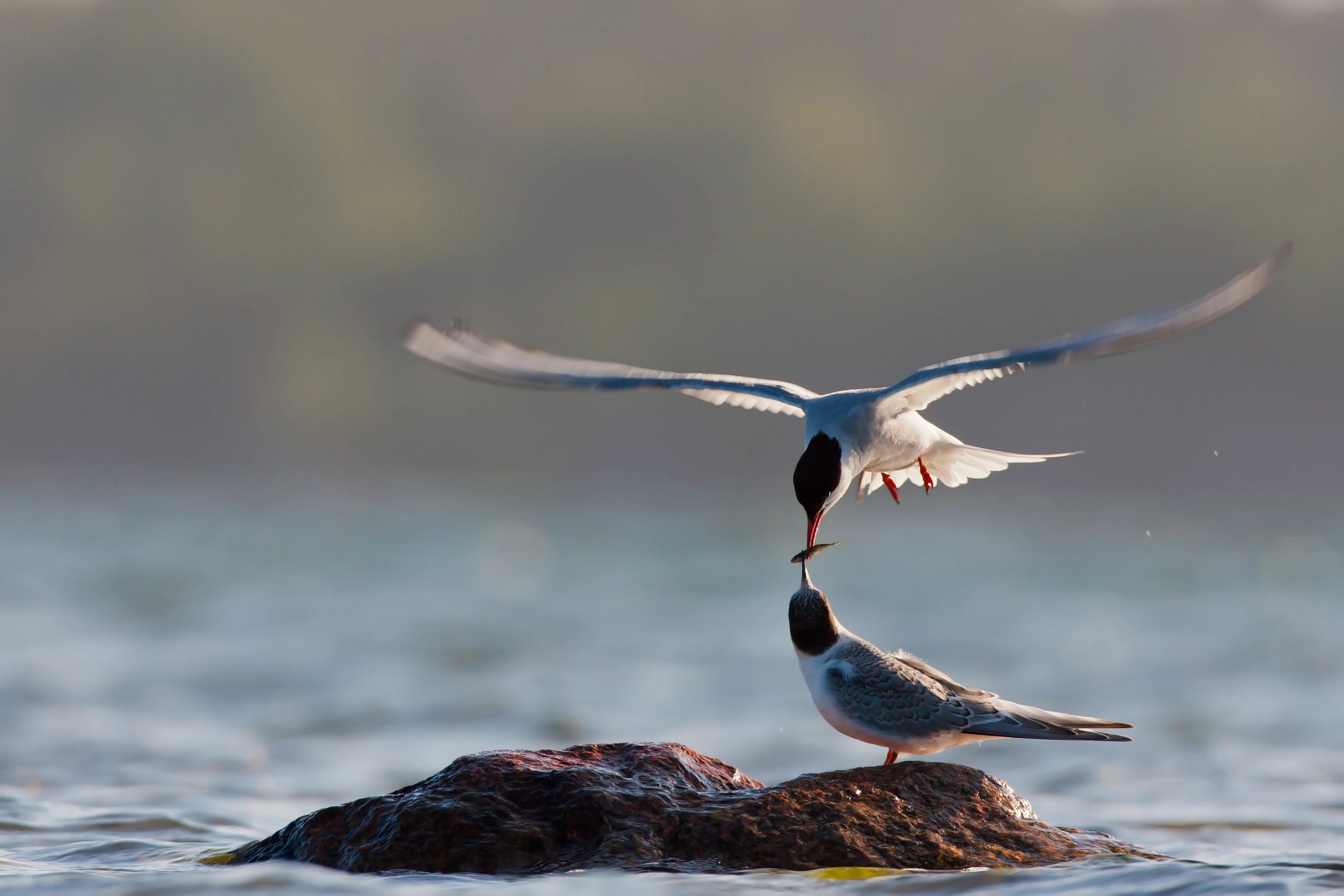 Canon EF 600mm f/4L IS sample photo. Parenthood photography