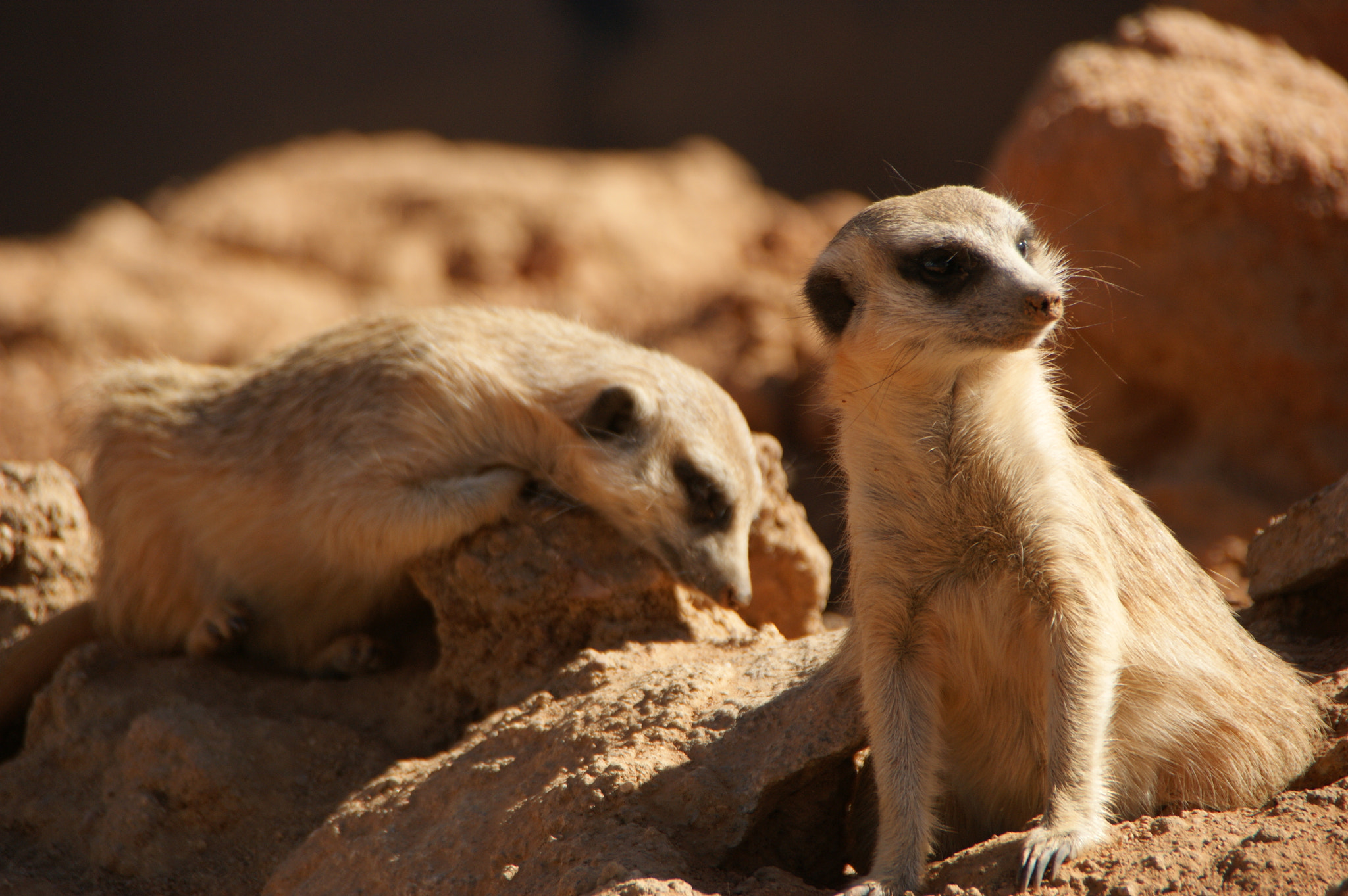 Sony Alpha DSLR-A350 sample photo. Meerkat in the sun, simples, south africa photography