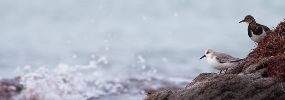 Canon EOS 50D + Canon EF 300mm F4L IS USM sample photo. Bécasseau et tournepierre photography