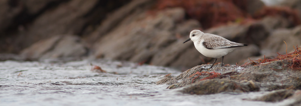 Canon EOS 50D + Canon EF 300mm F4L IS USM sample photo. Bécasseau sanderling photography