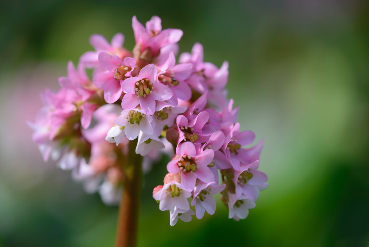 Sigma 150mm F2.8 EX DG Macro HSM sample photo. Blooms photography