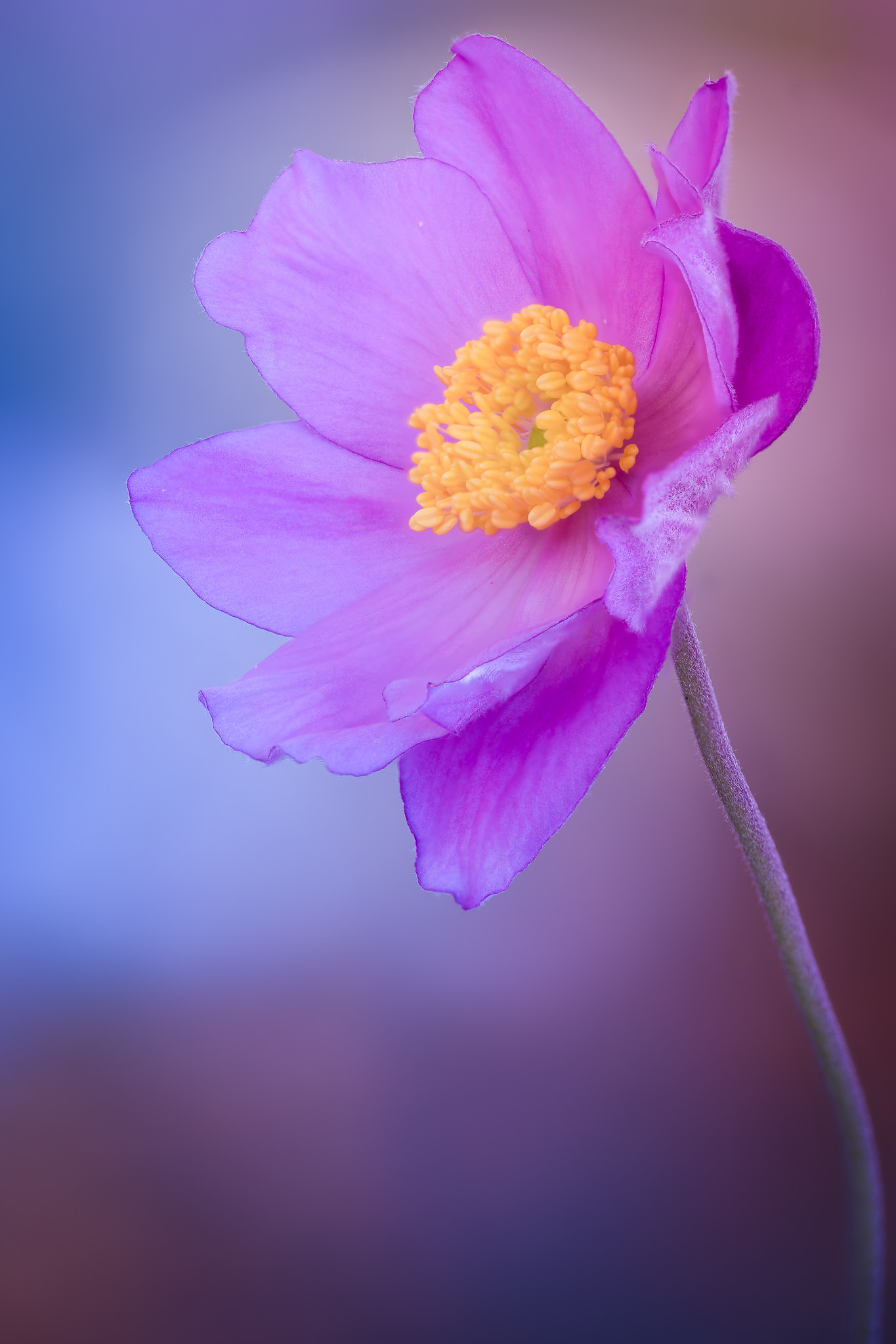 100mm F2.8 G SSM OSS sample photo. Pink lady photography