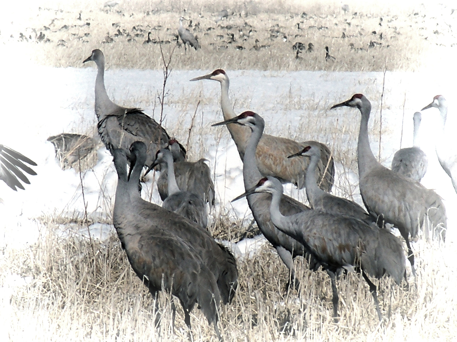 Kodak EASYSHARE Z8612 IS DIGITAL CAMERA sample photo. Sandhill cranes photography