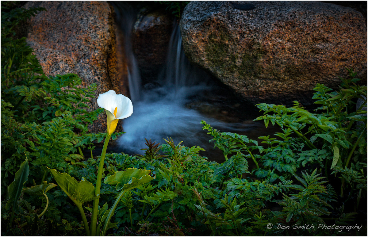 Canon EOS-1Ds Mark III + Canon EF 100-400mm F4.5-5.6L IS USM sample photo. Lone calla lily and fall photography