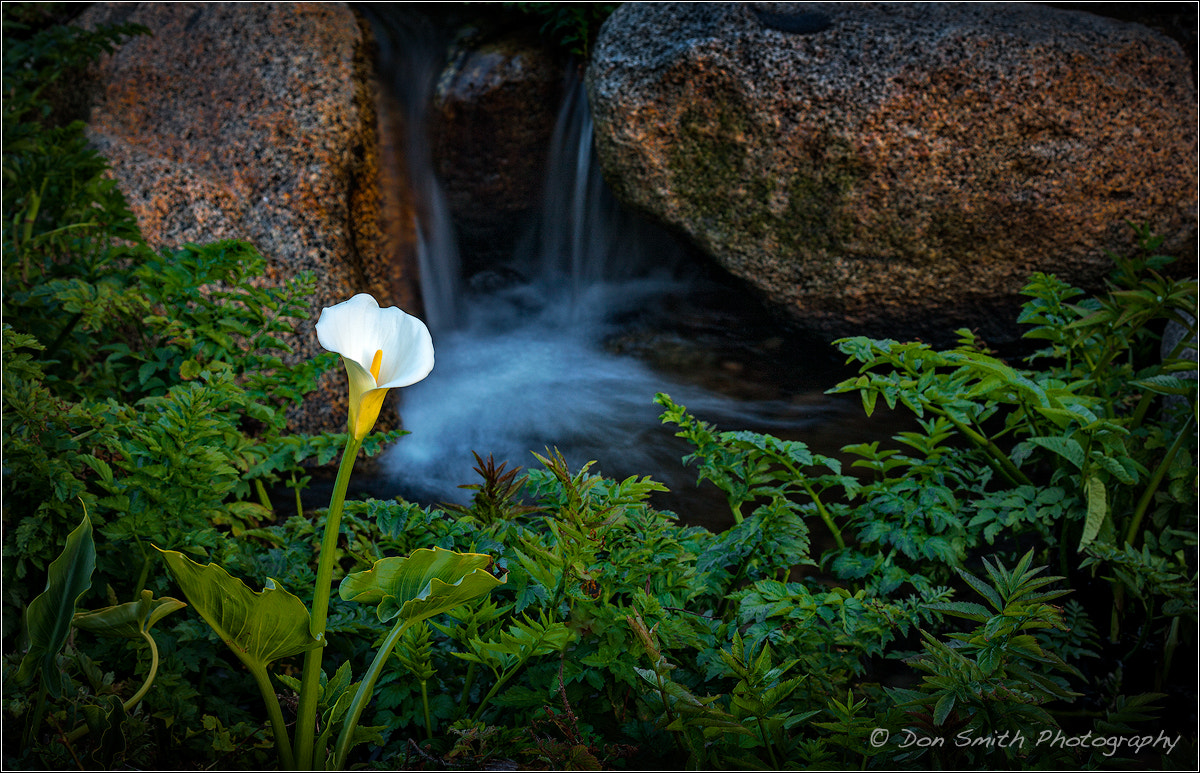 Canon EOS-1Ds Mark III sample photo. Lone calla lily and fall photography
