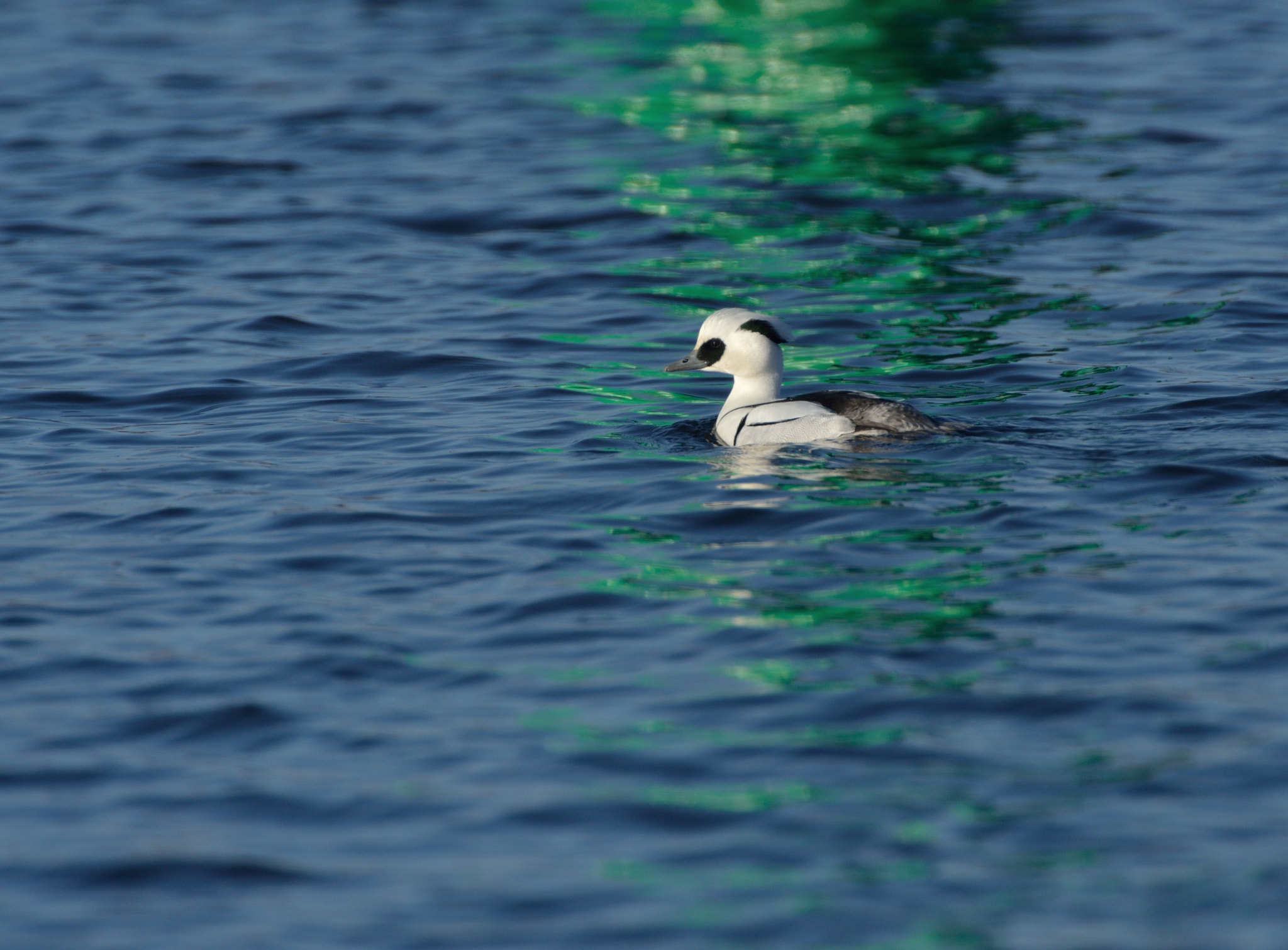 AF-S Nikkor 600mm f/4D IF-ED + TC-14E sample photo. Nonnetje photography