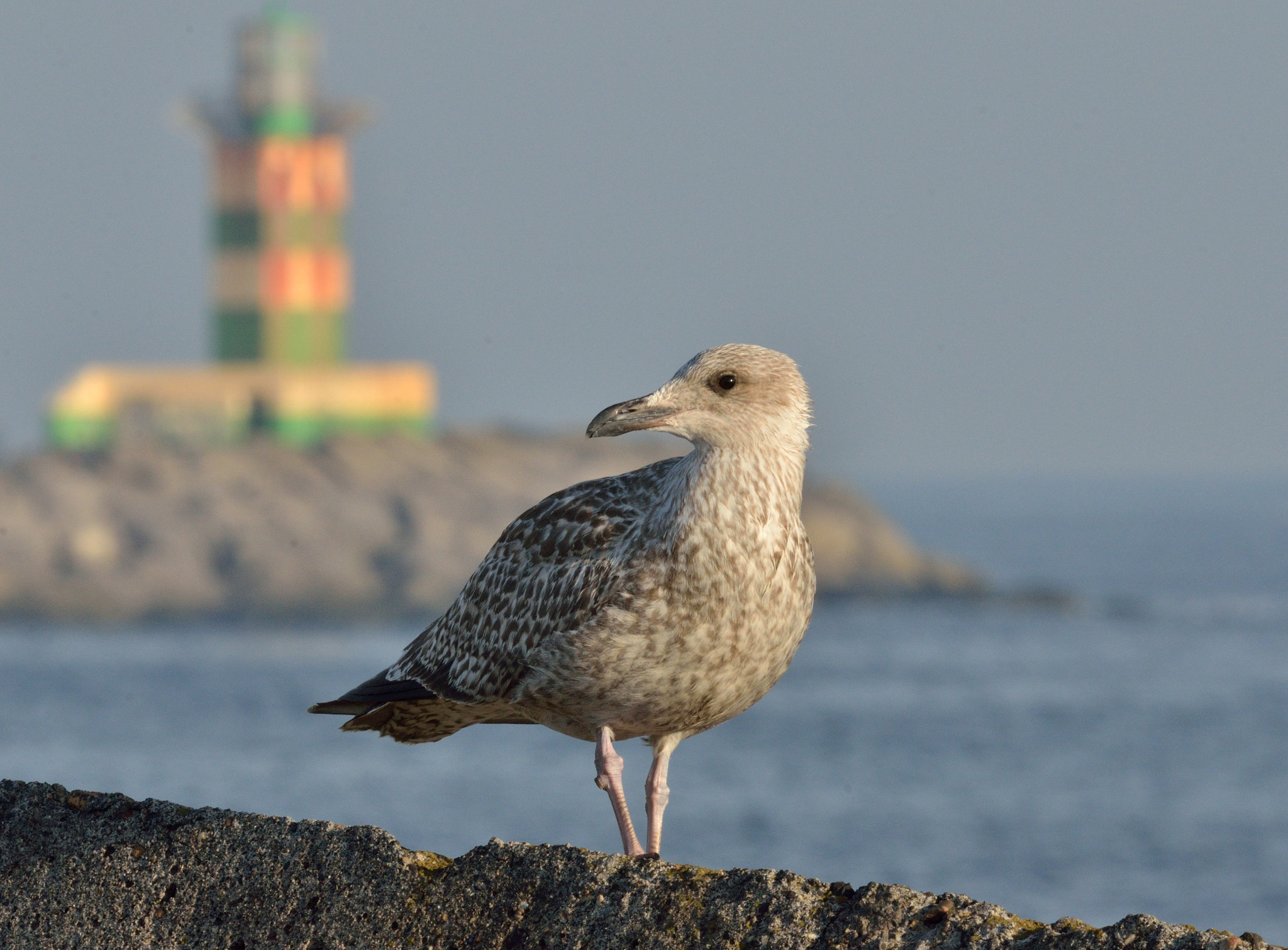Nikon AF-S Nikkor 400mm F2.8D ED-IF II sample photo. Zilvermeeuw photography