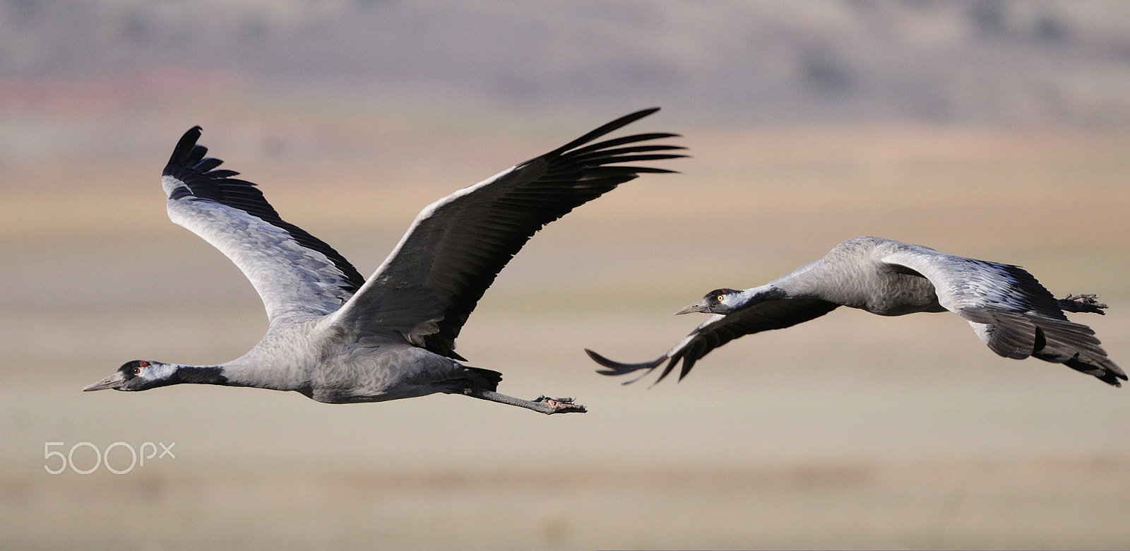 Nikon AF-S Nikkor 200-400mm F4G ED-IF VR sample photo. Grus grus photography