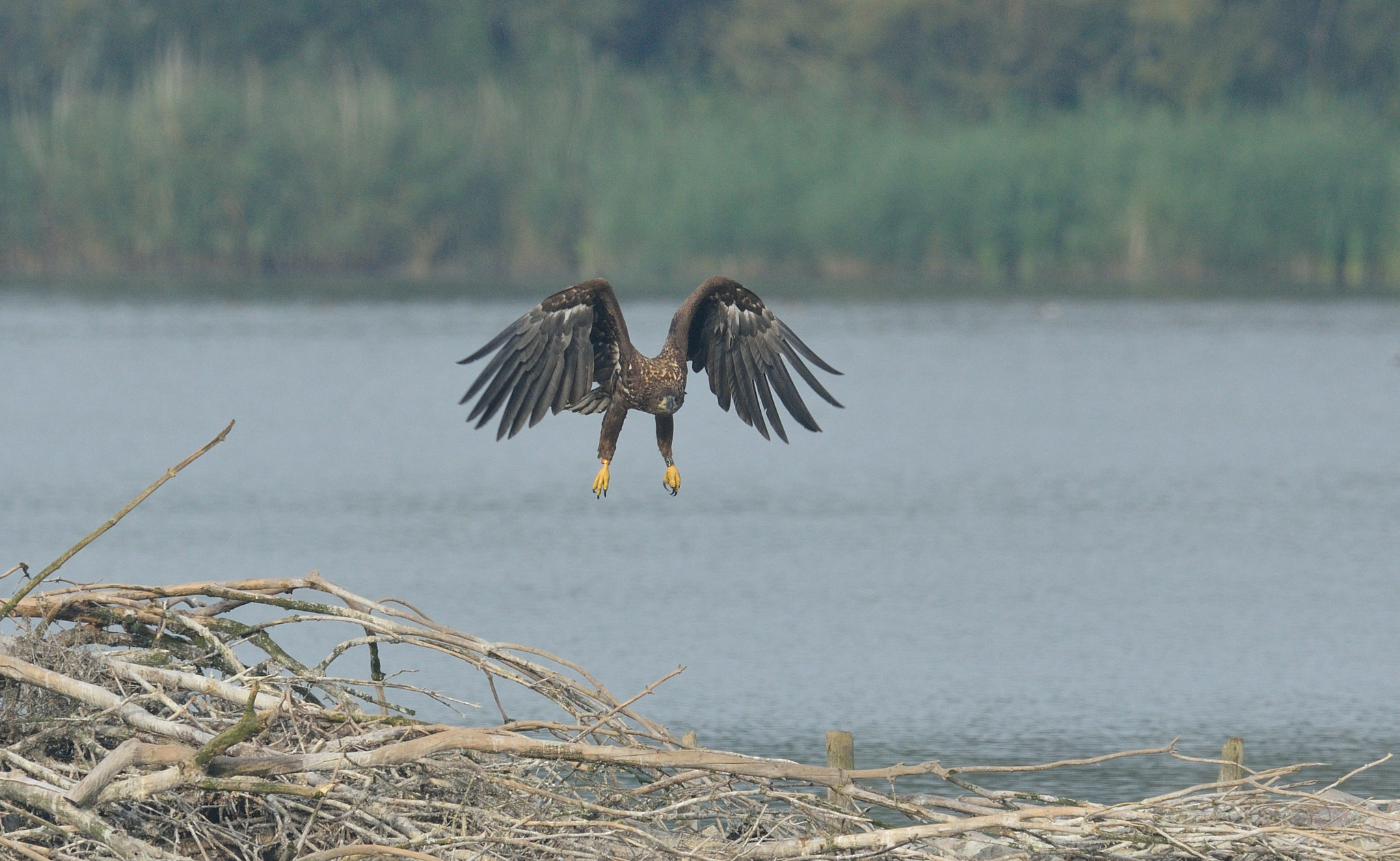 Nikon AF-S Nikkor 400mm F2.8D ED-IF II sample photo. Zeearend photography