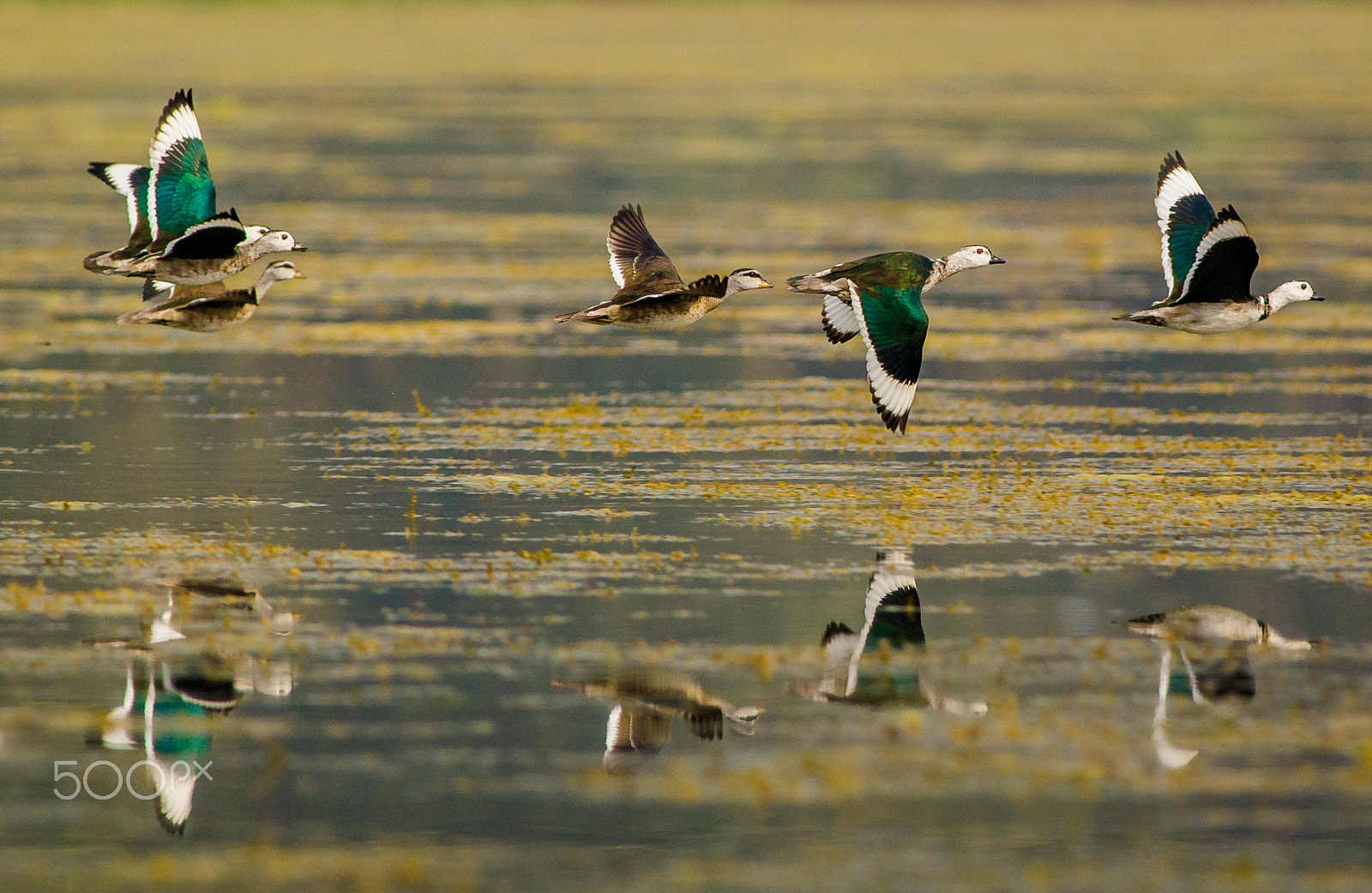 Canon EOS 60D + Canon EF 400mm F5.6L USM sample photo. Cotton pygmy goose photography