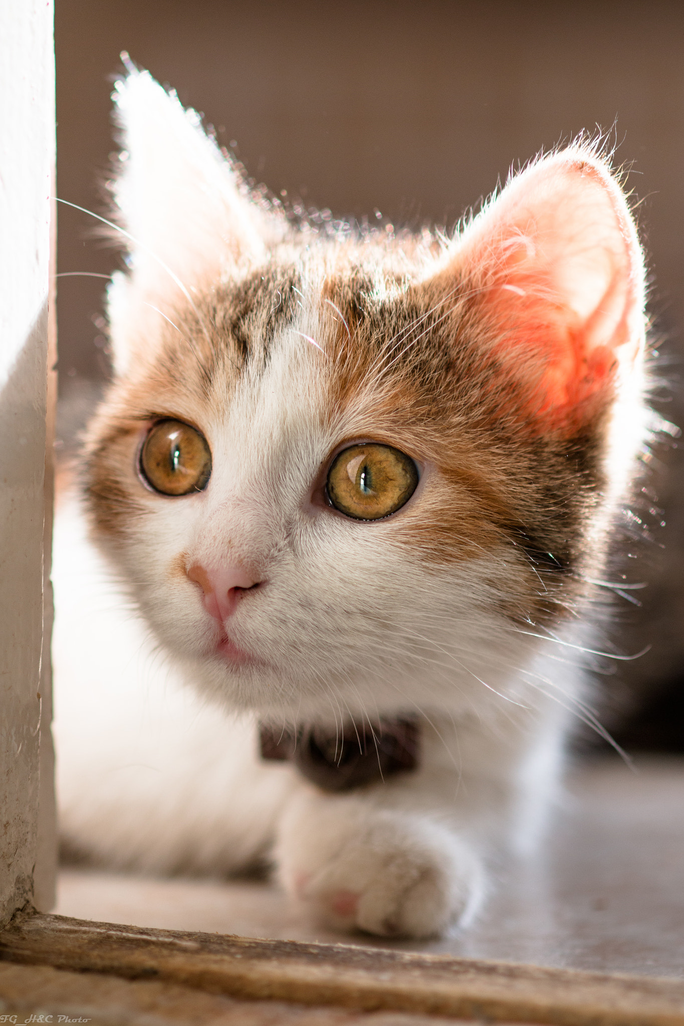 Canon EF 100mm F2.8 Macro USM sample photo. Little cat photography