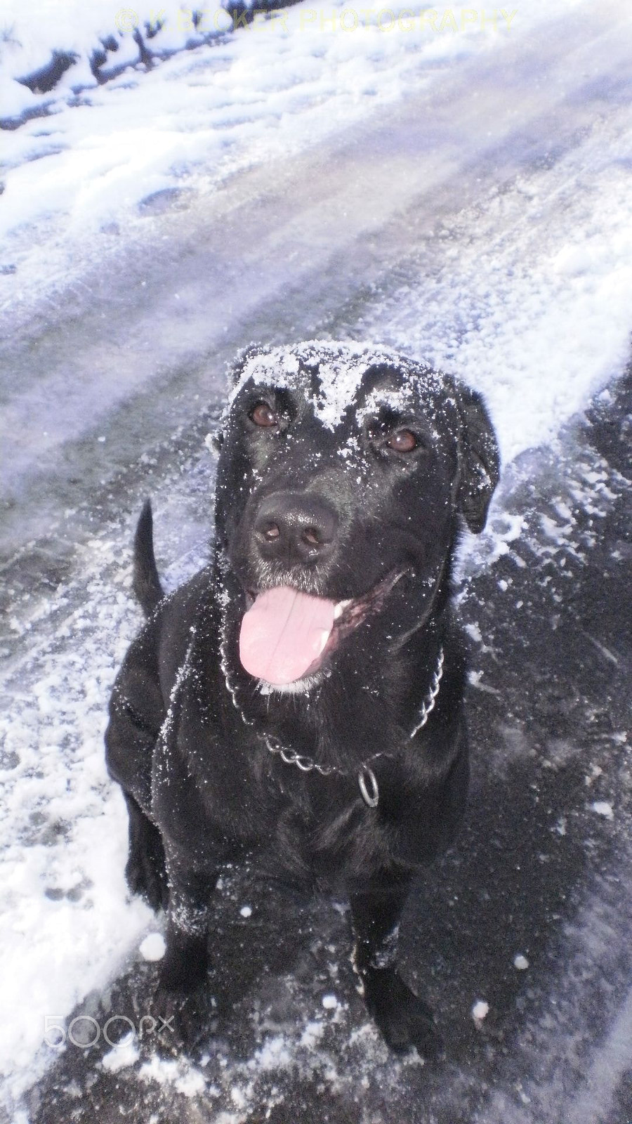 Olympus FE26,X21 sample photo. My dog with snow photography