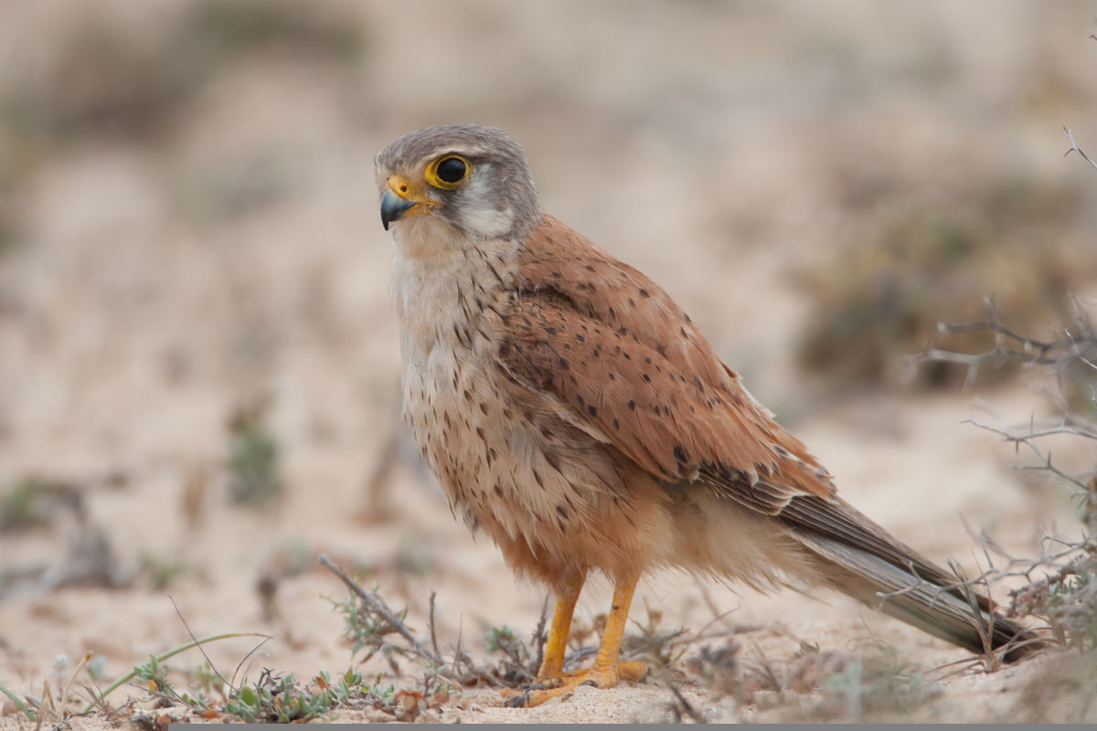Canon EF 500mm F4L IS USM sample photo. Kestrel photography