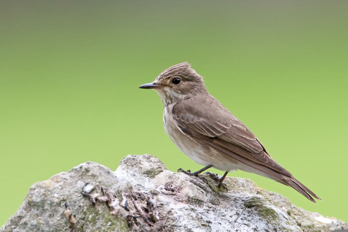 Canon EOS-1D Mark III + Canon EF 500mm F4L IS USM sample photo. Spotted flycatcher photography