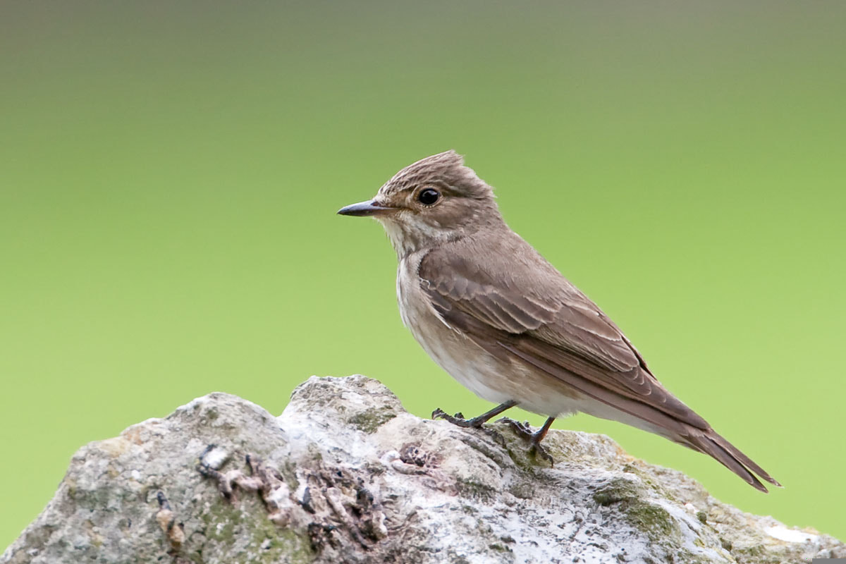 Canon EF 500mm F4L IS USM sample photo. Spotted flycatcher photography